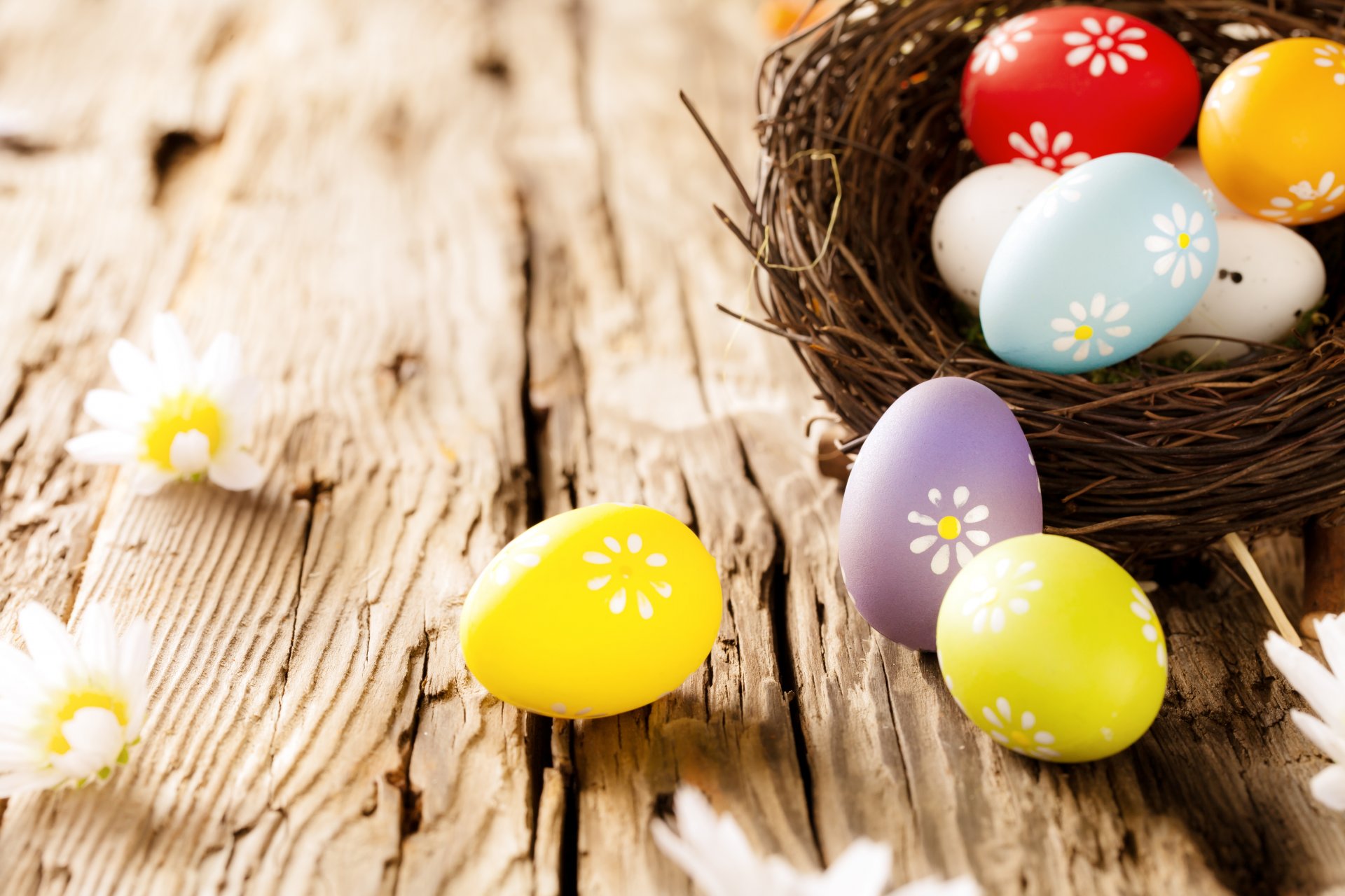 easter eggs tree flowers daisie