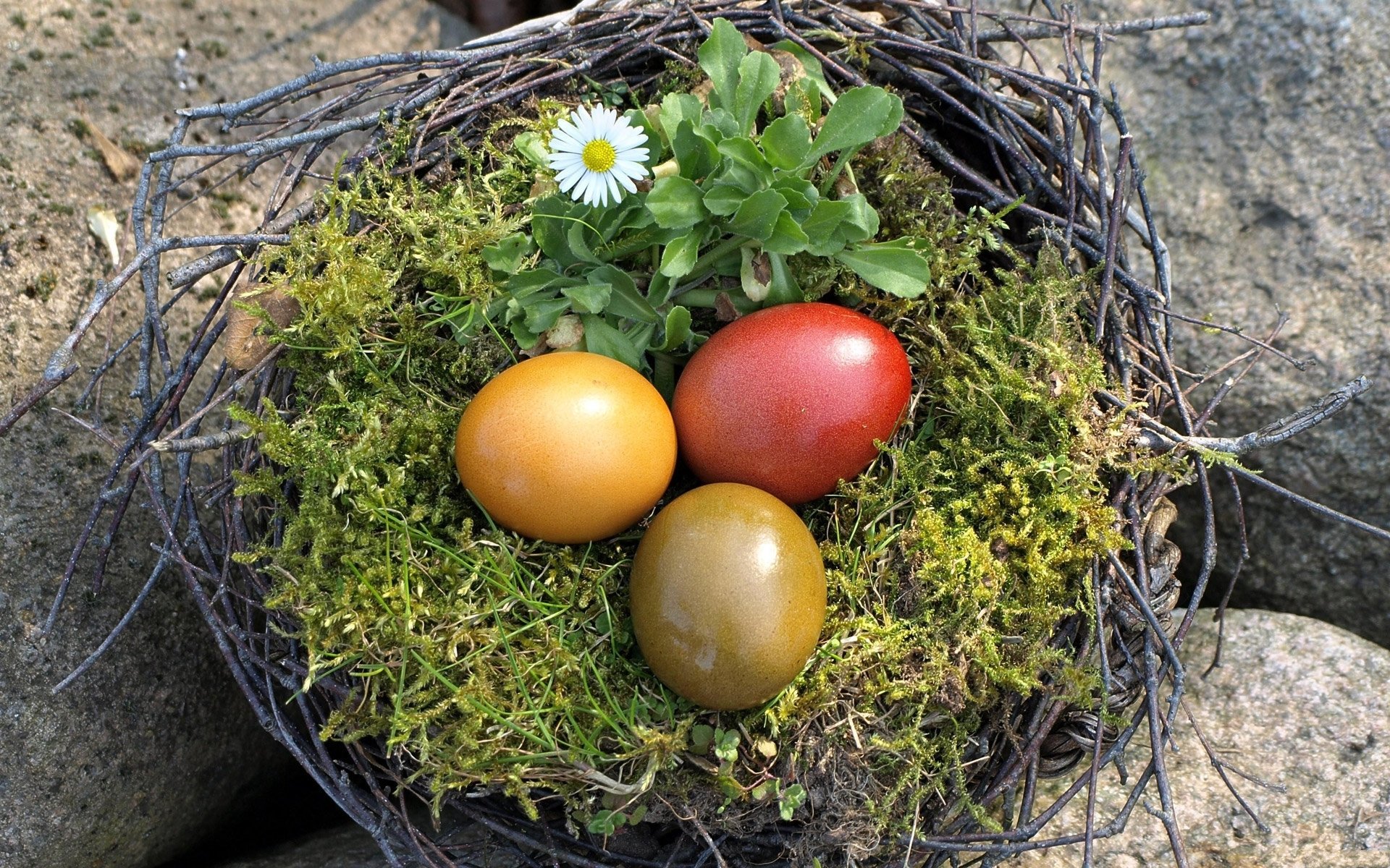 pasqua uova nido fiore margherita carta da parati