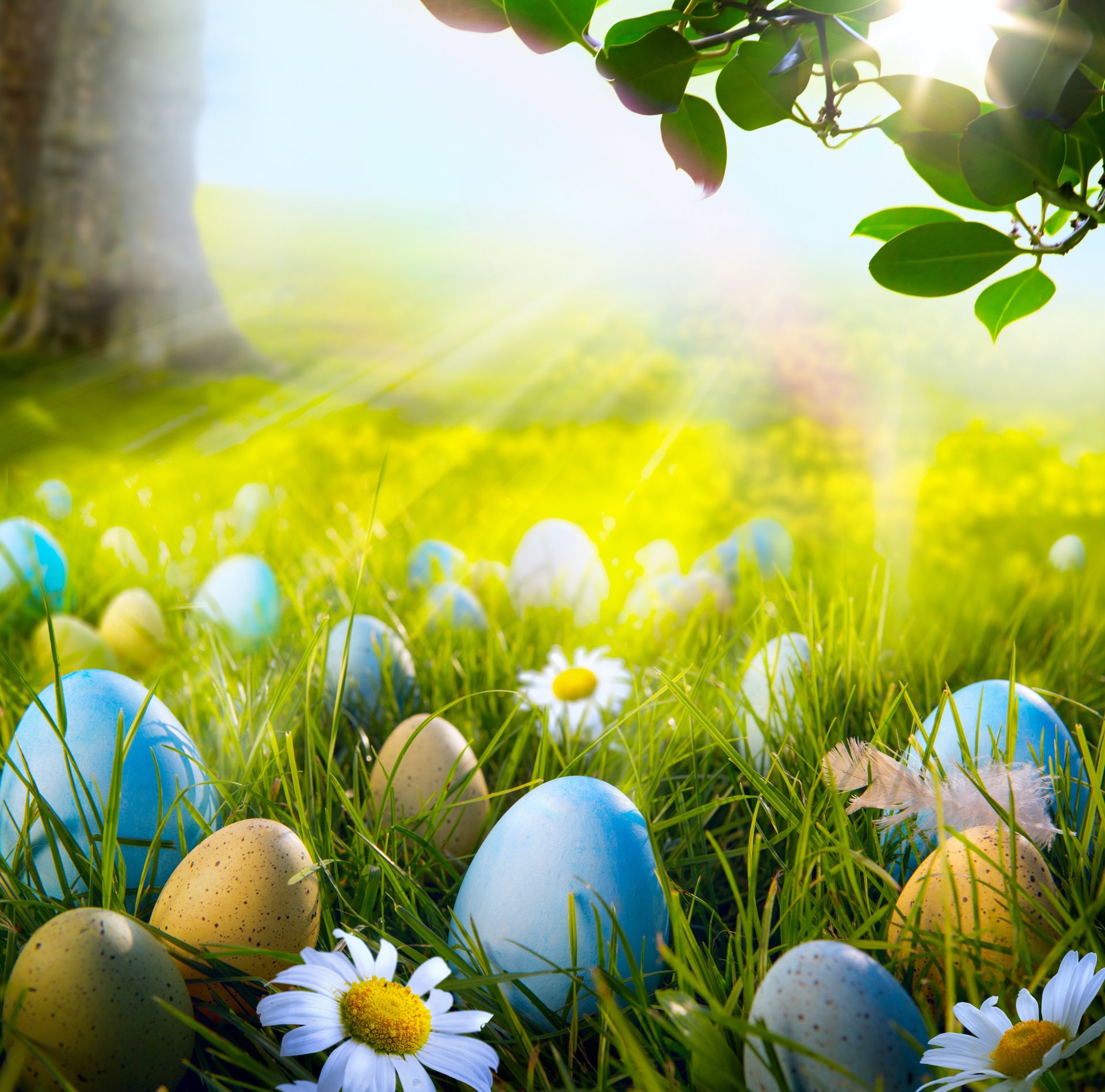 ostern frühling sonne wiese gras blumen eier gänseblümchen wald frühling licht