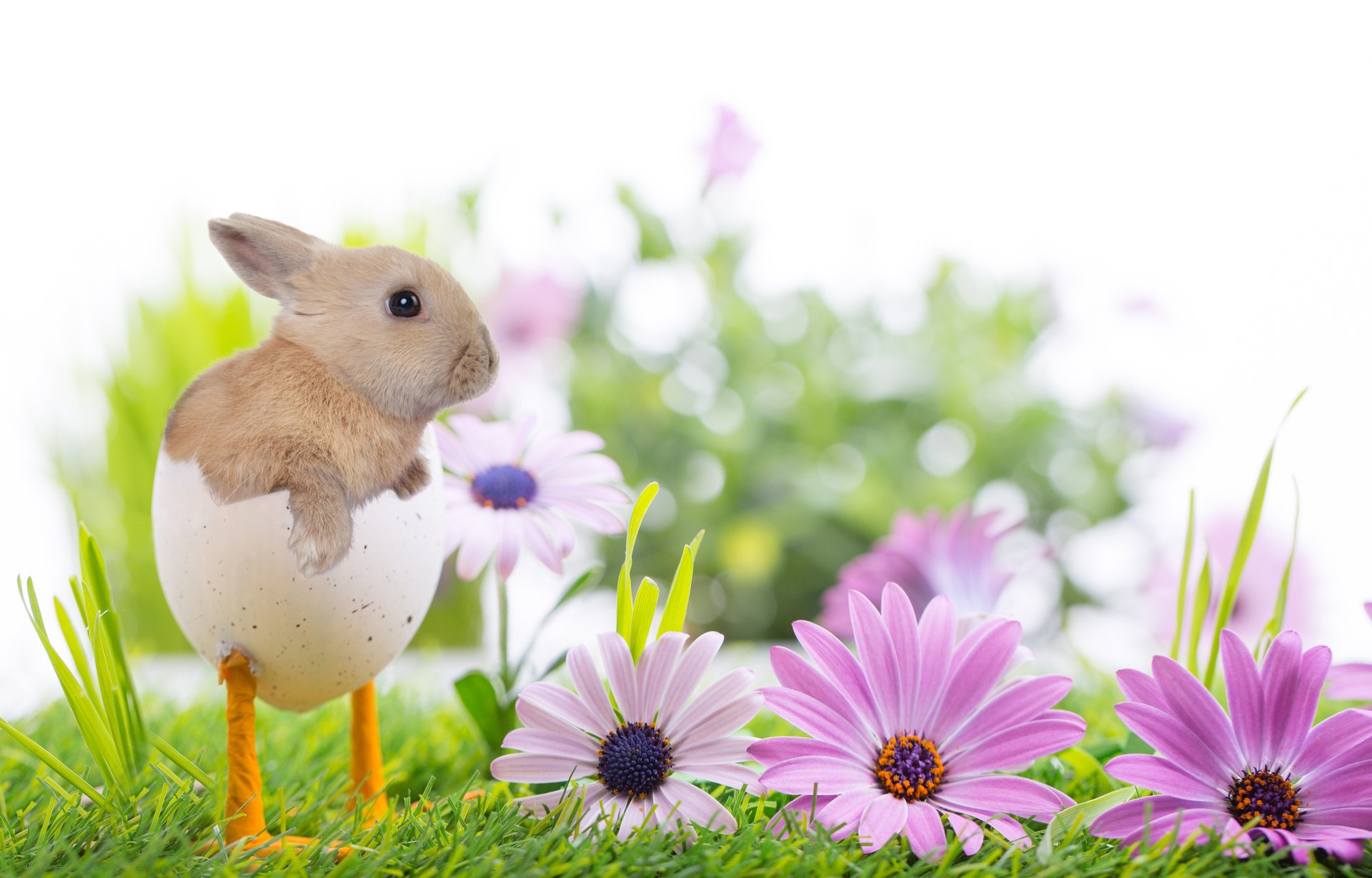 feiertag ostern frühling natur gras blumen kaninchen schale beine