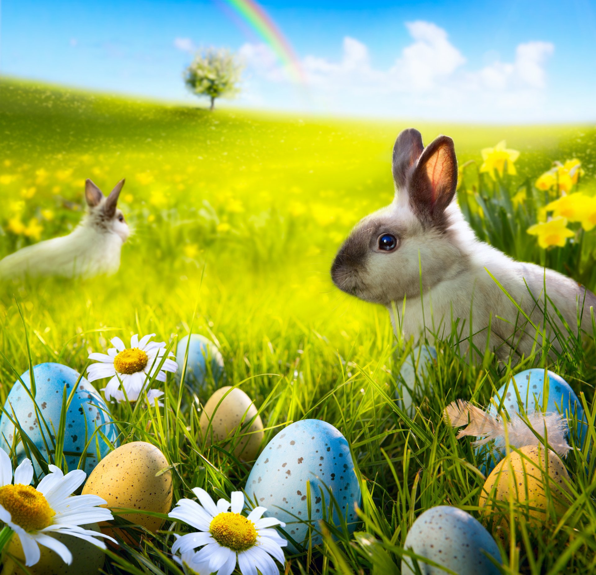 easter rabbit spring sun meadow grass flowers eggs daisies spring easter