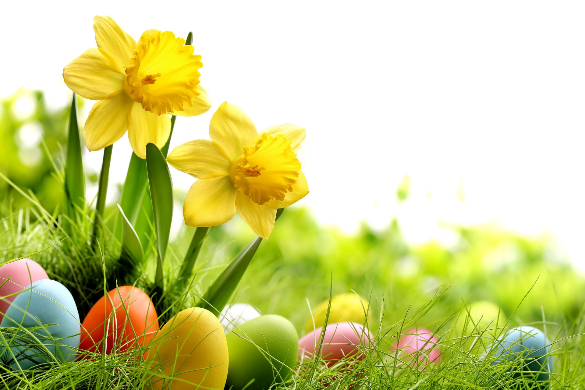 ostern frühling sonne wiese gras blumen eier narzissen frühling