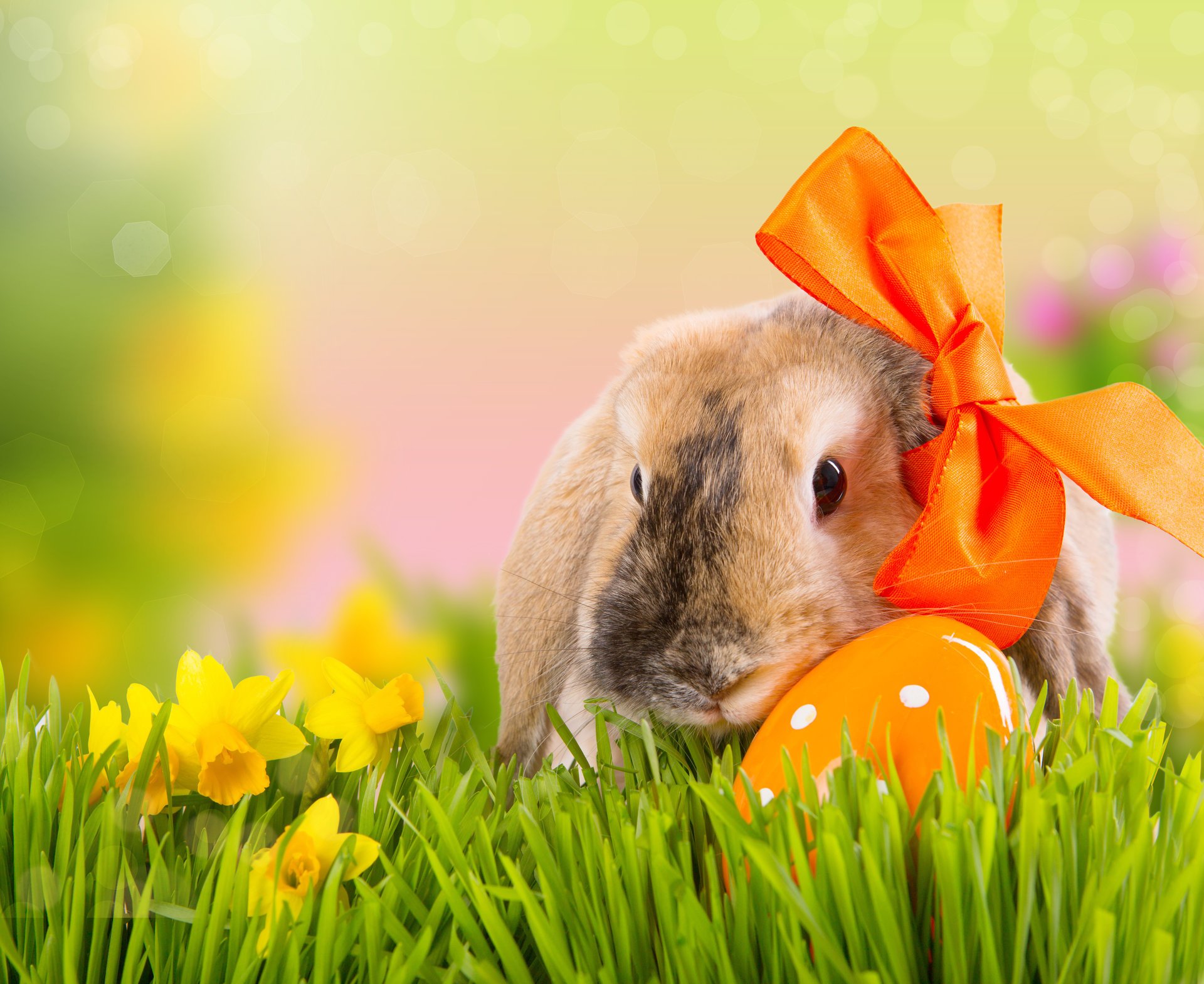 holiday easter spring nature grass flower daffodils egg rabbit bow bokeh