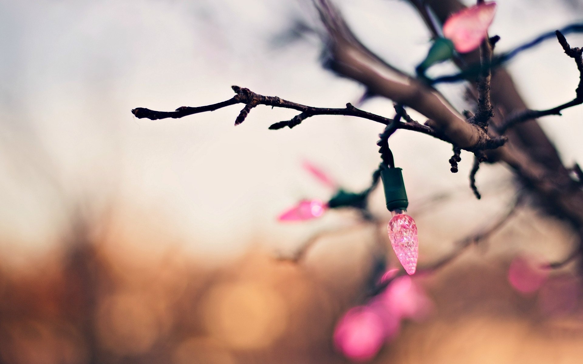 urlaub makro baum zweig girlande lichter rosa bokeh unschärfe hintergrund tapete widescreen vollbild widescreen