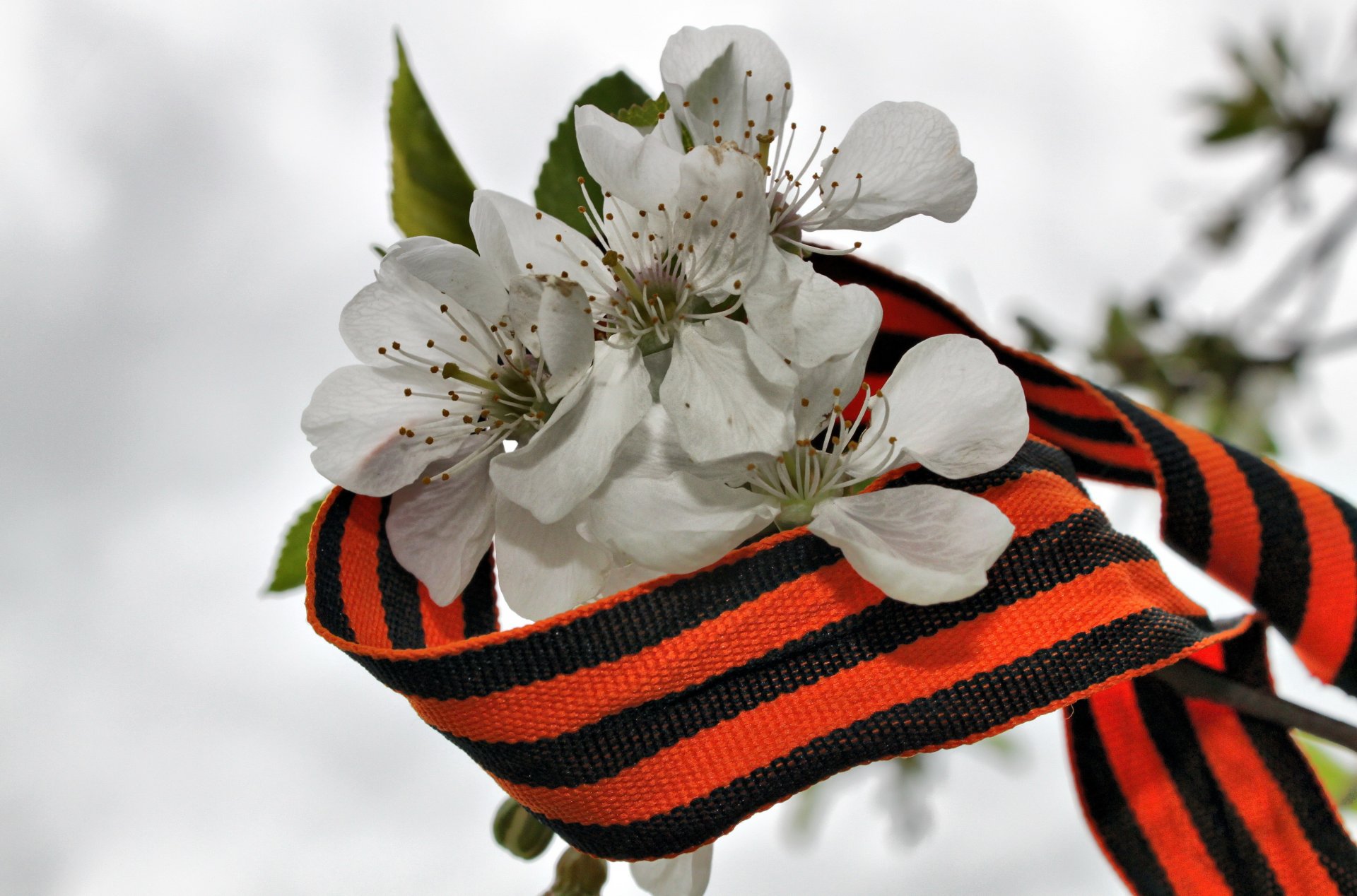 jour de la victoire ruban de saint-georges fleurs