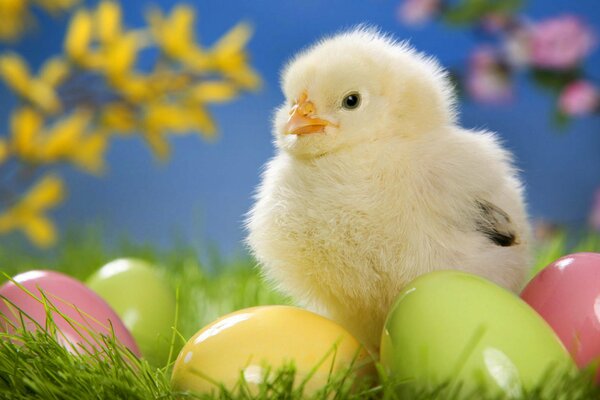 Im grünen Gras liegen Ostereier und nebenan sitzt ein Huhn