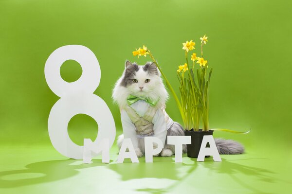 Le chat félicite les vacances sur fond vert avec des jonquilles