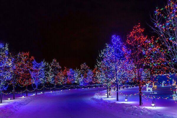 Parc de nuit décoré pour le Nouvel an