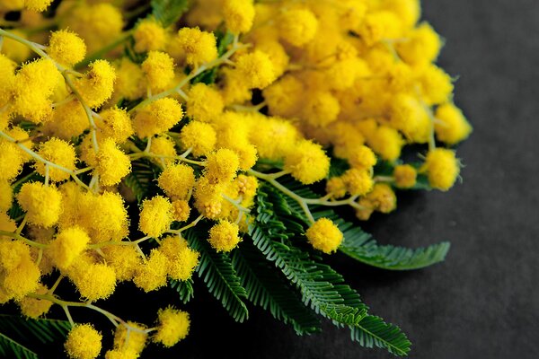 Frühlingssträuße aus Mimosen für Mädchen