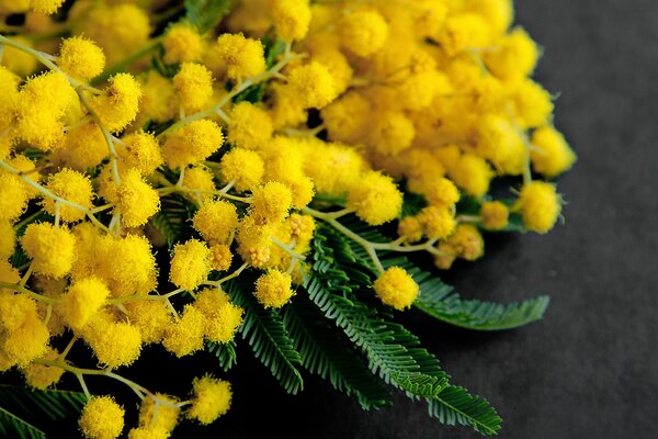 Bouquet de printemps de Mimosas pour les filles