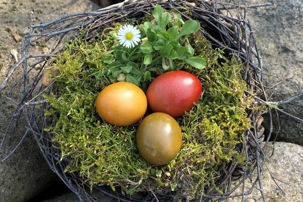 Osternest: Gefärbte Eier im Gras und im Moos mit Kamille