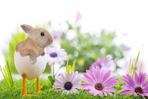 A rabbit in an eggshell on a flower lawn