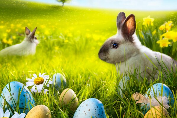 Easter bunny in the chamomile field