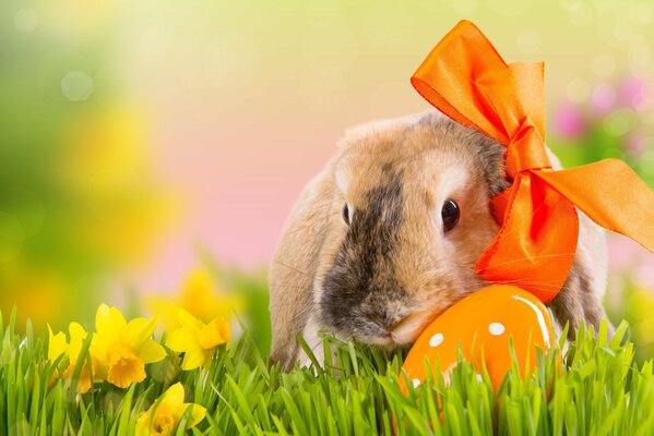 Lapin de Pâques sur la pelouse de printemps