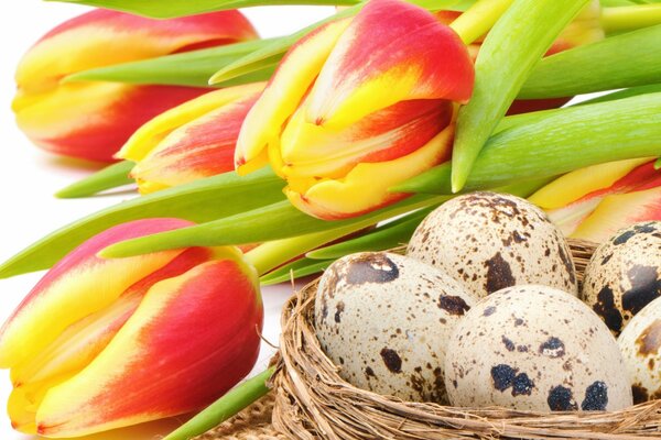 Oeufs de Pâques et tulipes rouges