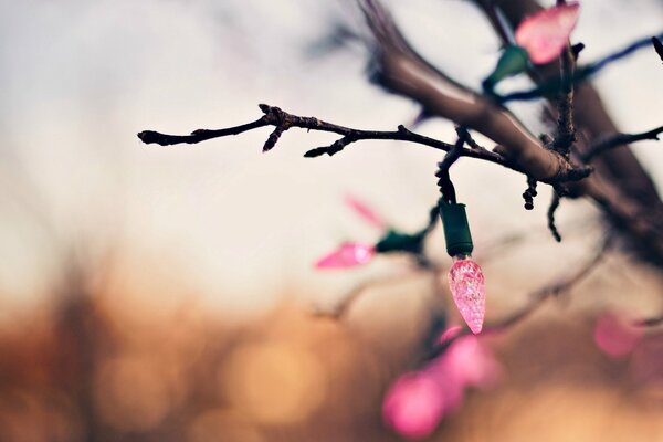 Guirlande sur un arbre comme une fleur