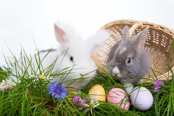 Easter eggs next to rabbits