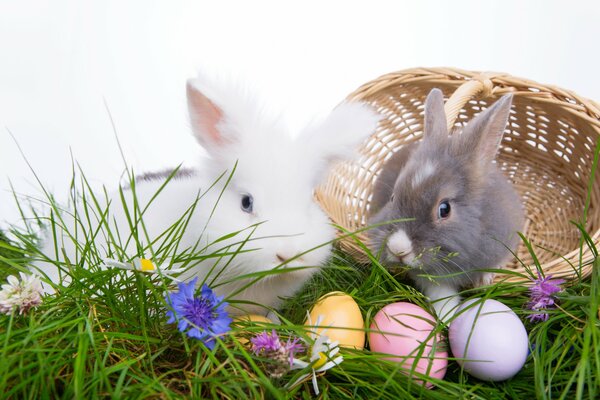 Oeufs de Pâques à côté des lapins