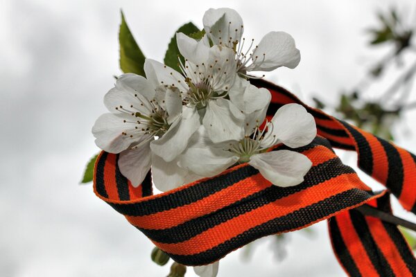 St. George s Ribbon for Victory Day