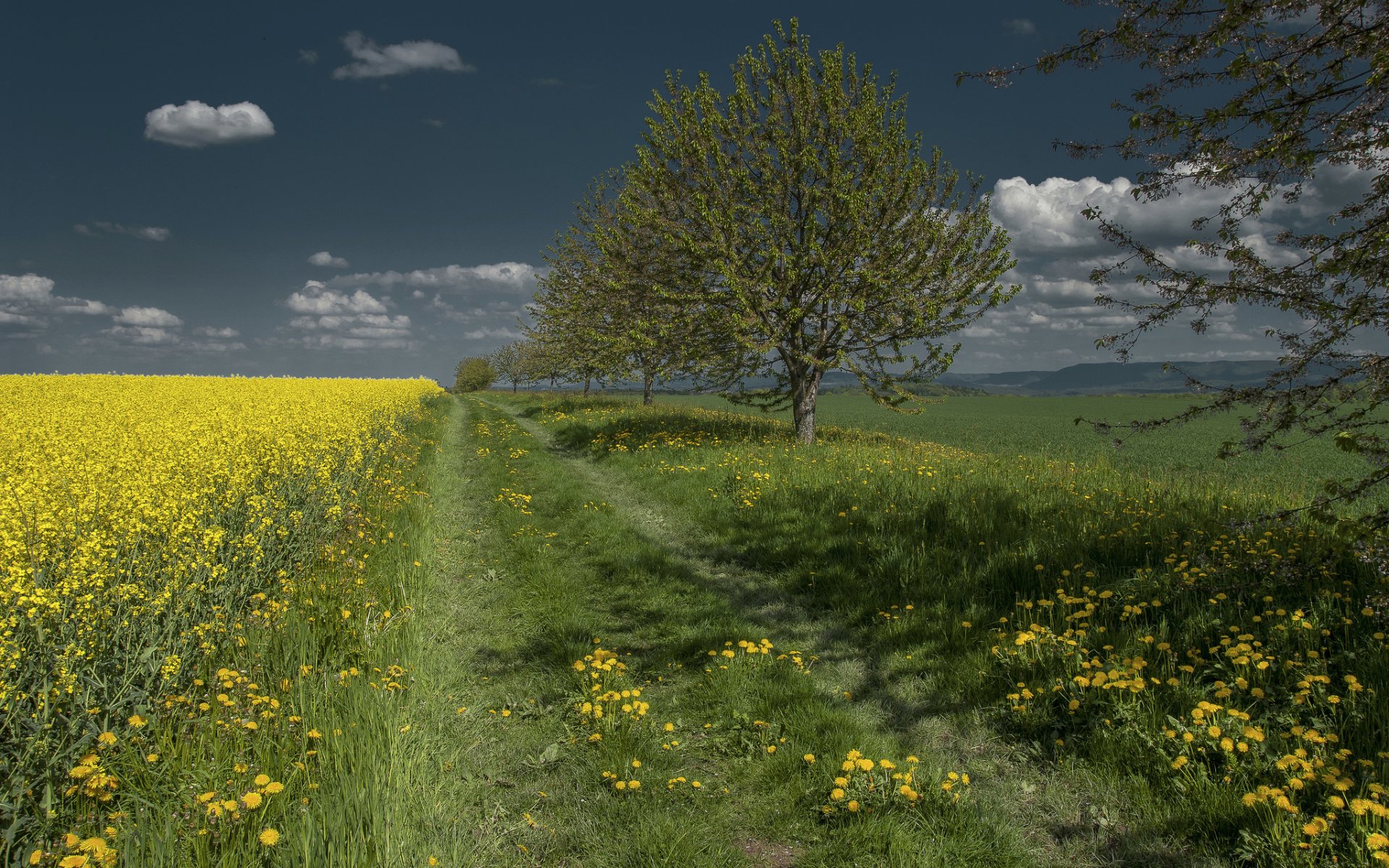 ciel arbres route champ herbe fleurs pissenlit colza