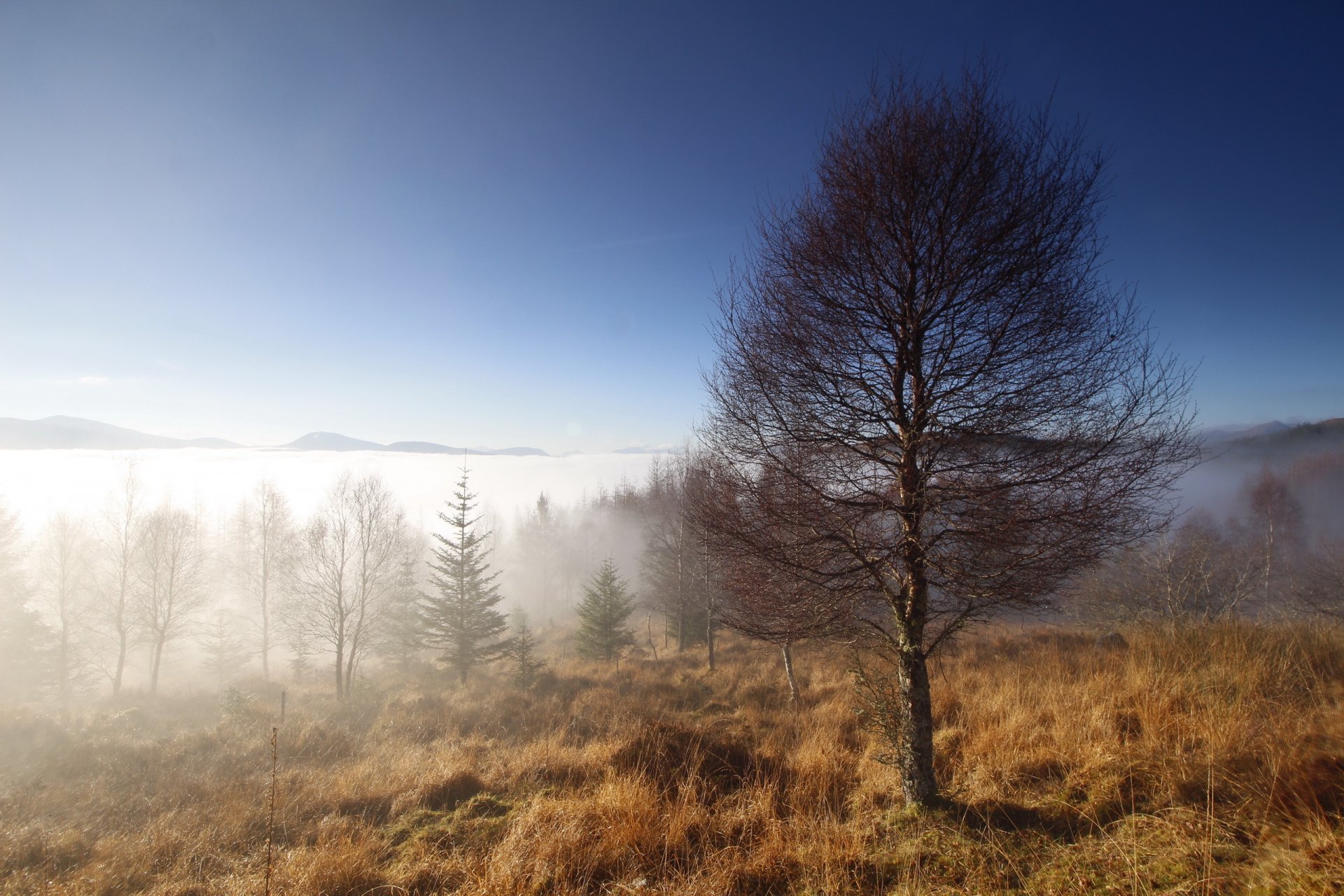 mattina albero nebbia