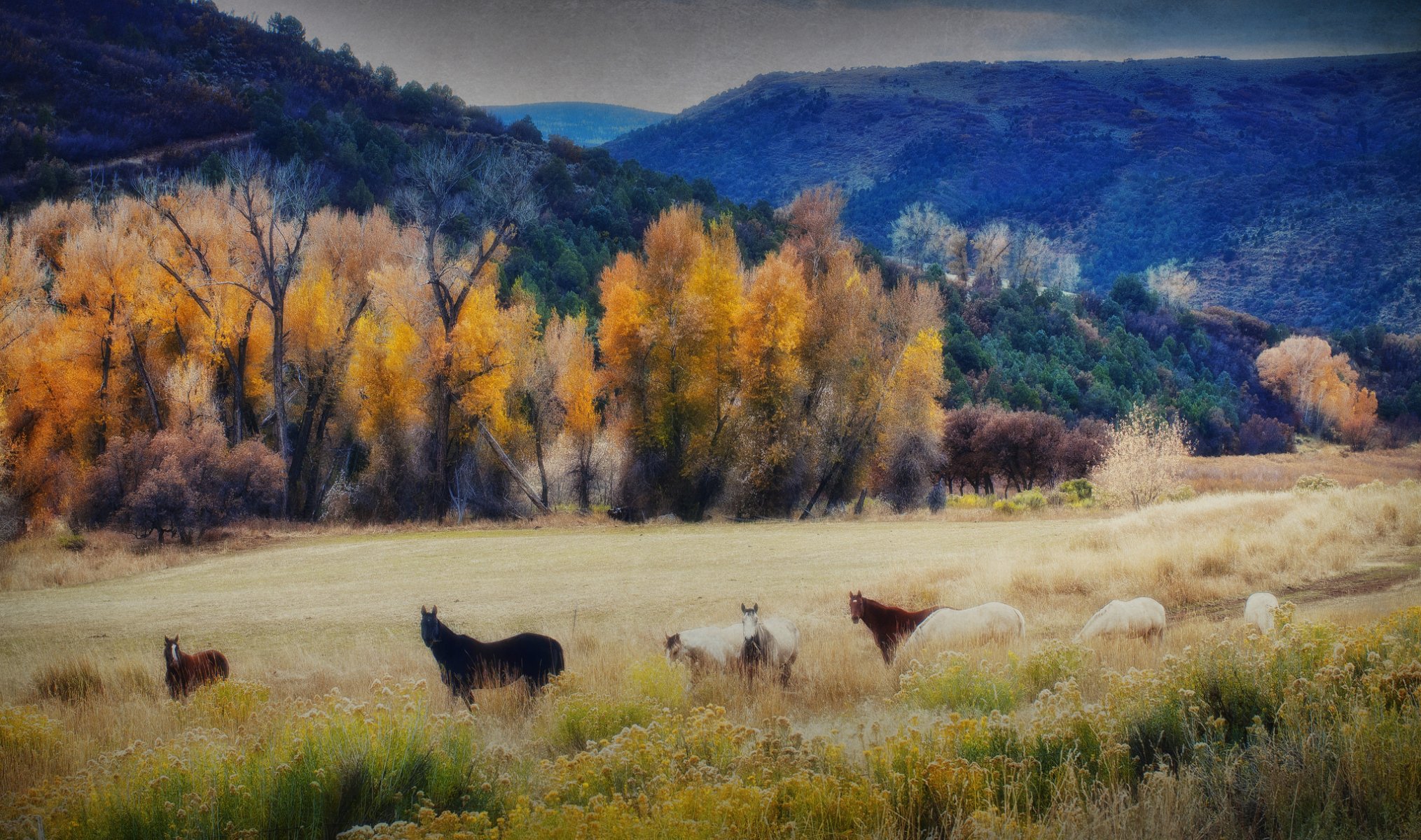 ciel montagnes arbres chevaux automne