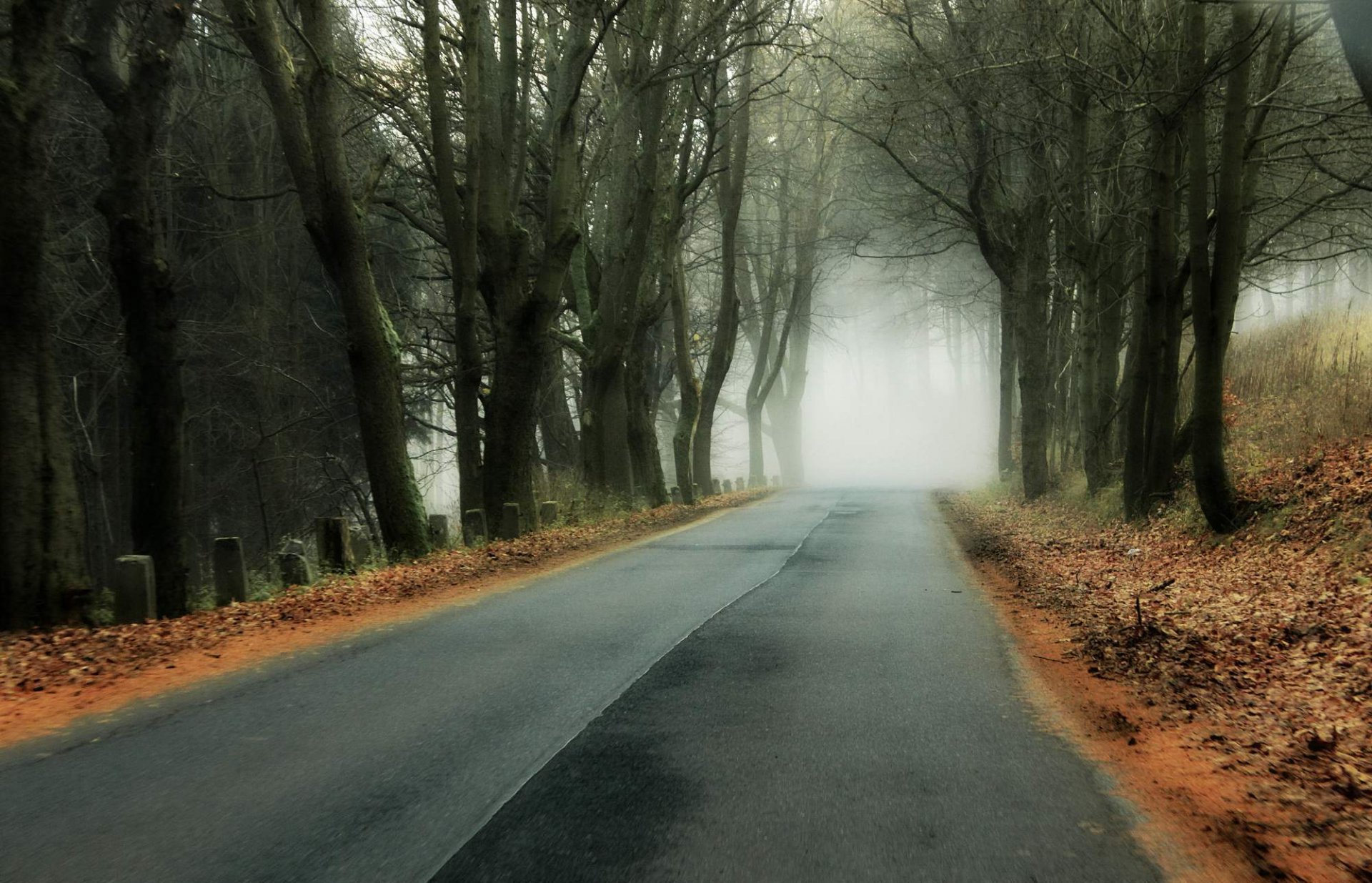 autunno foresta strada nebbia