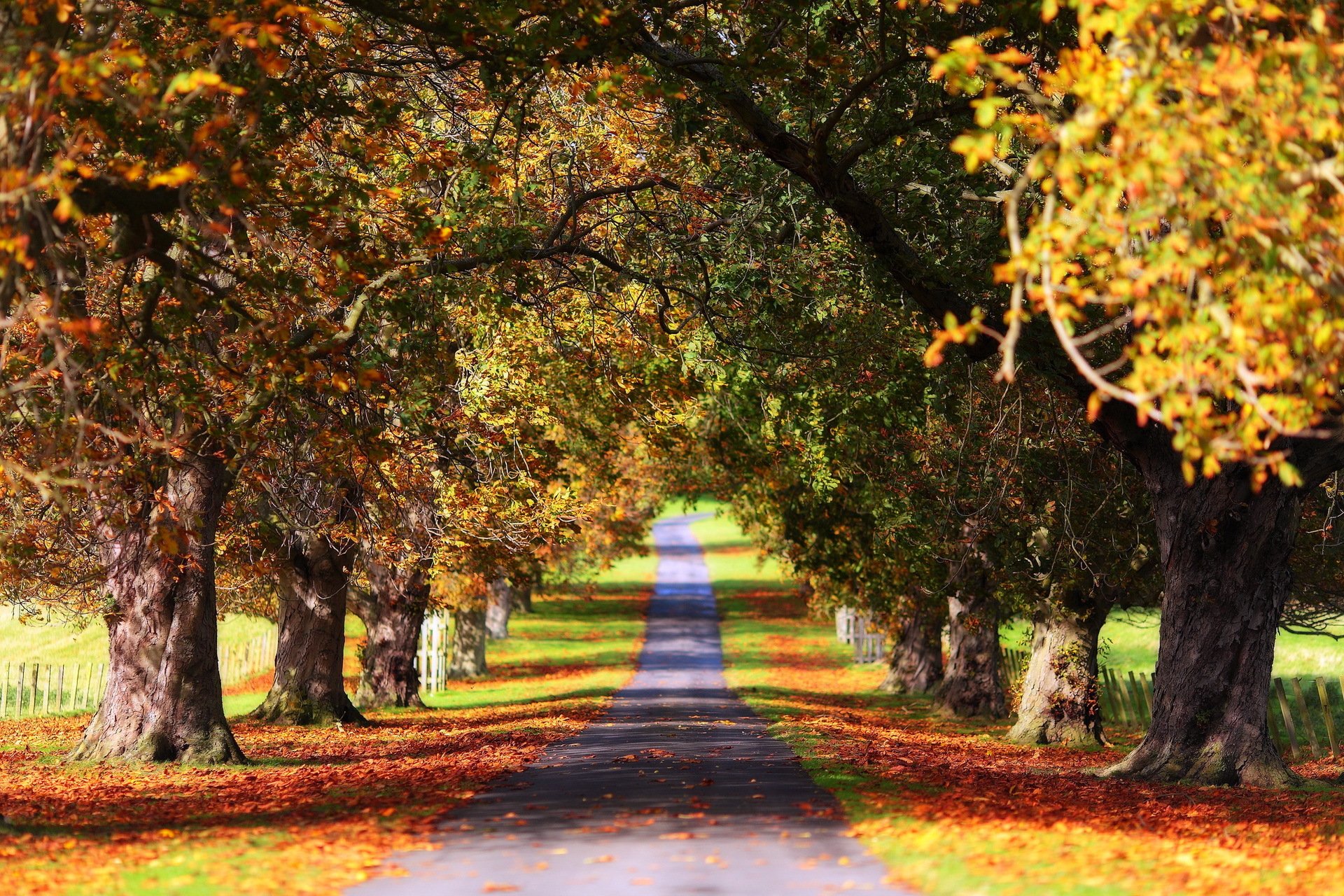 autunno parco alberi