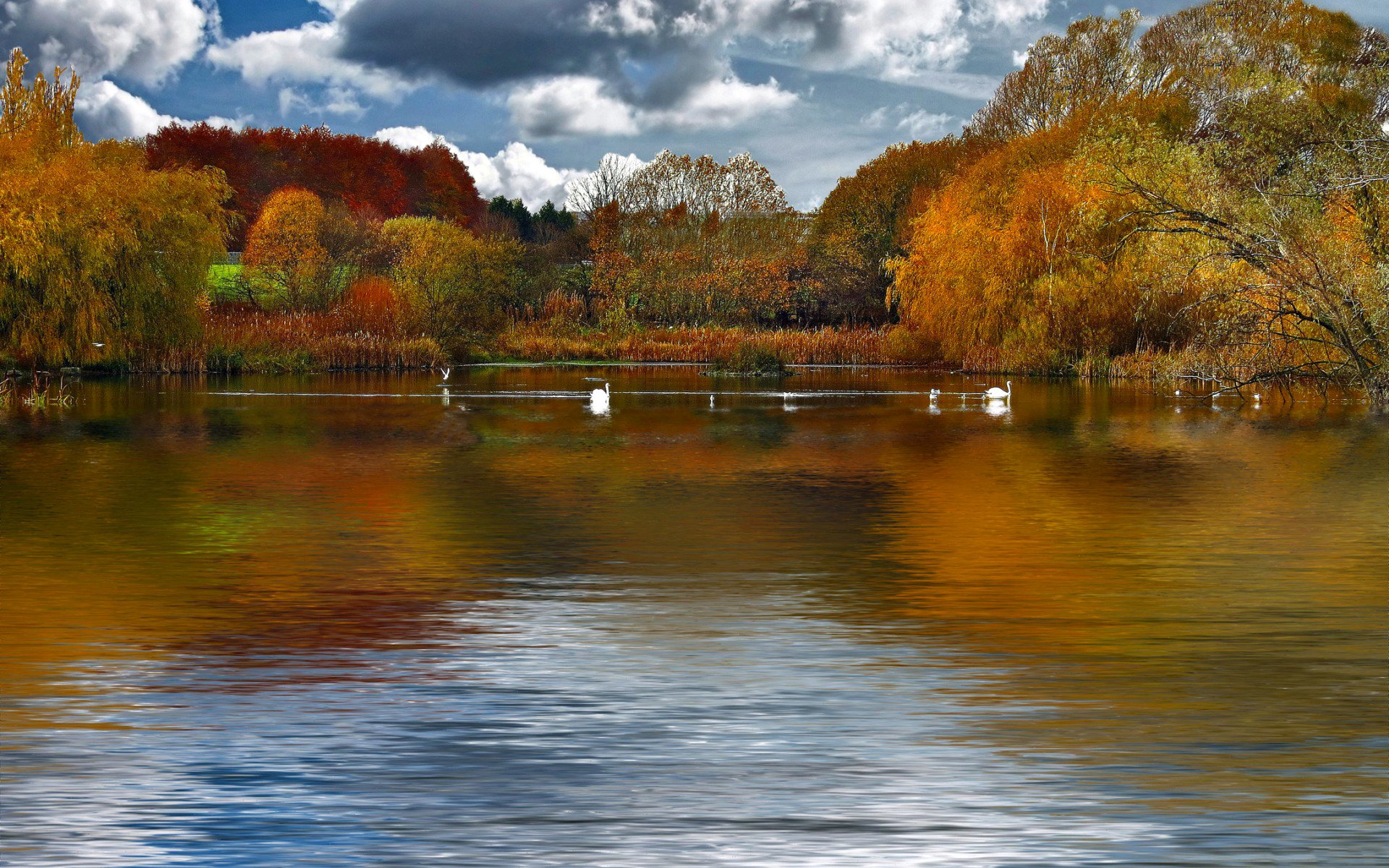 cielo nuvole lago stagno alberi autunno uccelli cigni