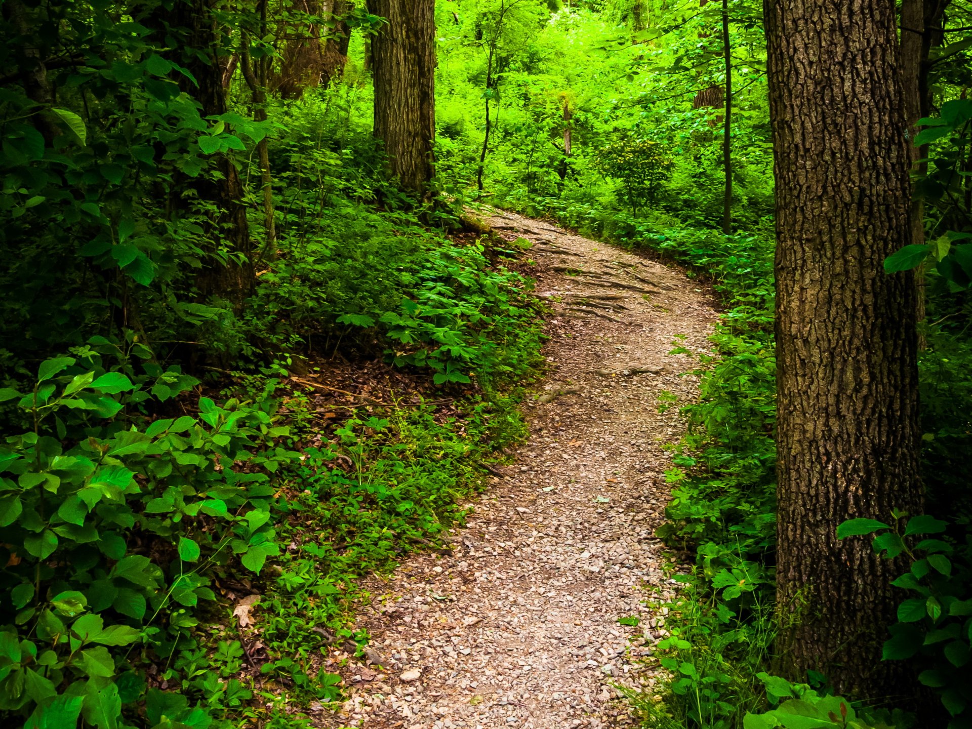 états-unis parc parc d état de codorus pennsylvanie buissons tronc d arbre sentier nature photo