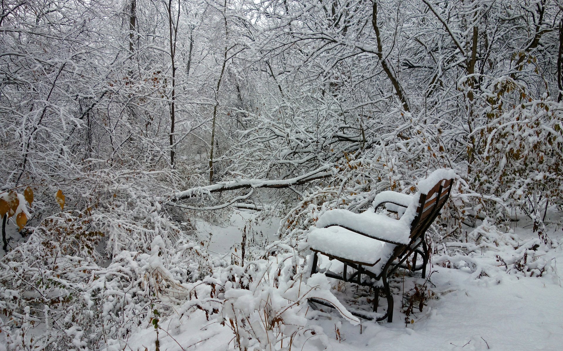 forêt hiver arbres neige banc