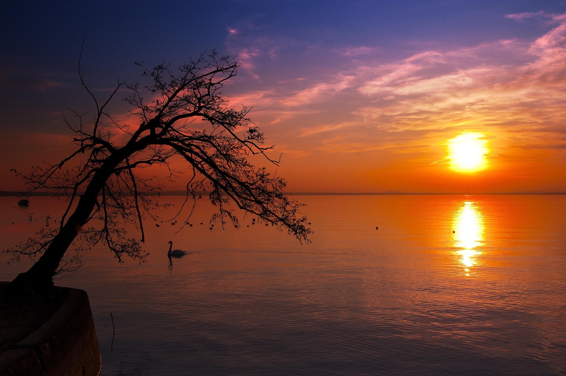 paysage nature. ciel. coucher de soleil arbre silhouette