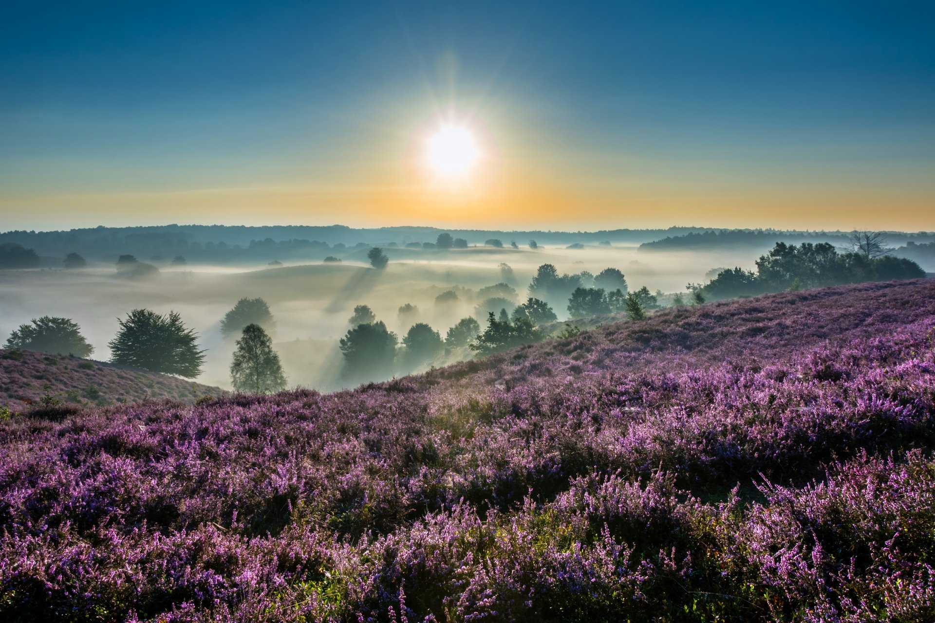 hodge veluwe nationalpark gelderland niederlande de hoge veluwe nationalpark morgen morgendämmerung sonnenaufgang nebel heidekraut