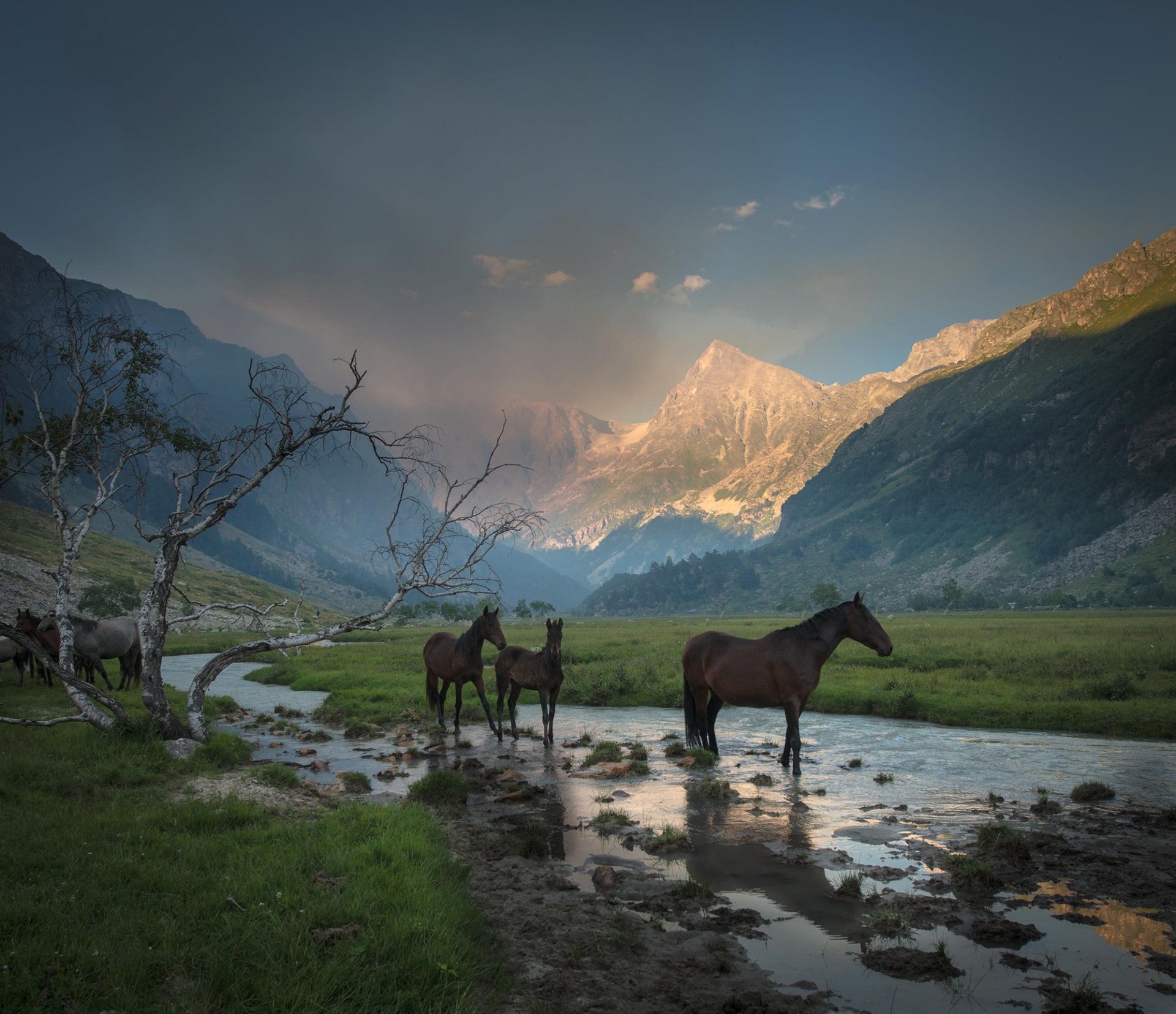 montagnes gorge vallée brume ruisseau herbe arbre chevaux chevaux abreuvoir