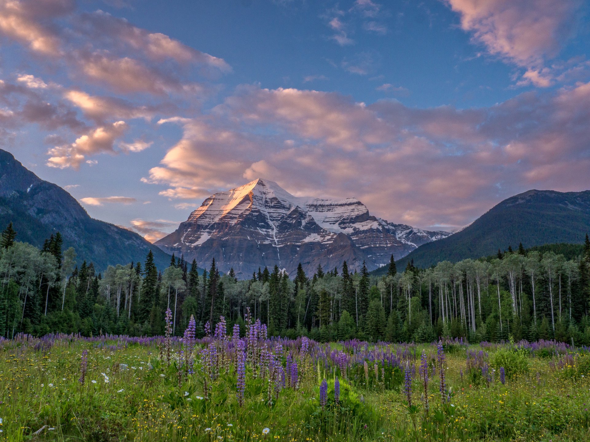 monte robson montañas rocosas canadienses columbia británica canadá montañas rocosas canadienses montañas prado flores bosque árboles