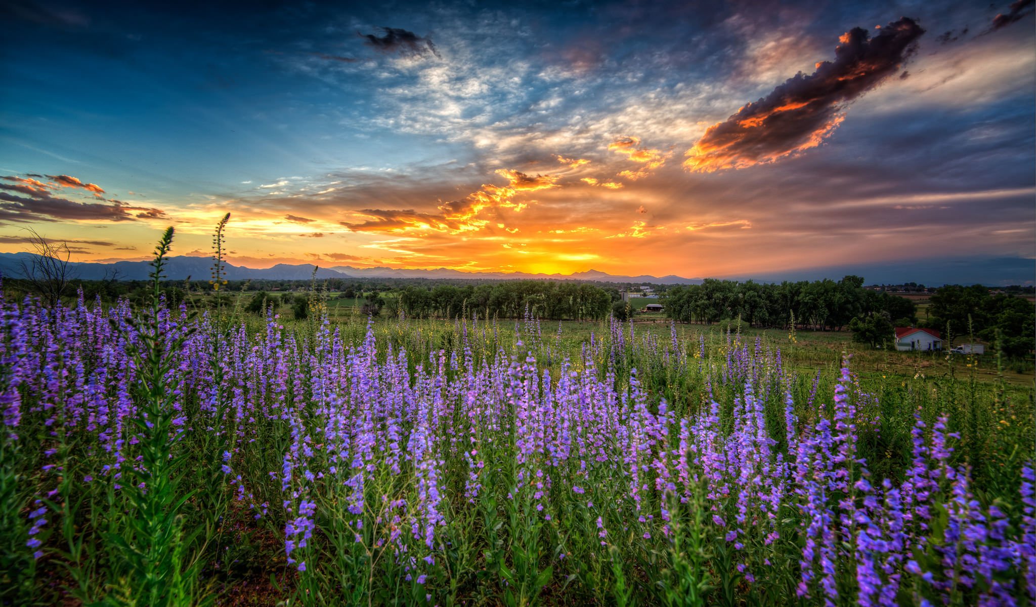 louisville colorado coucher de soleil prairie fleurs