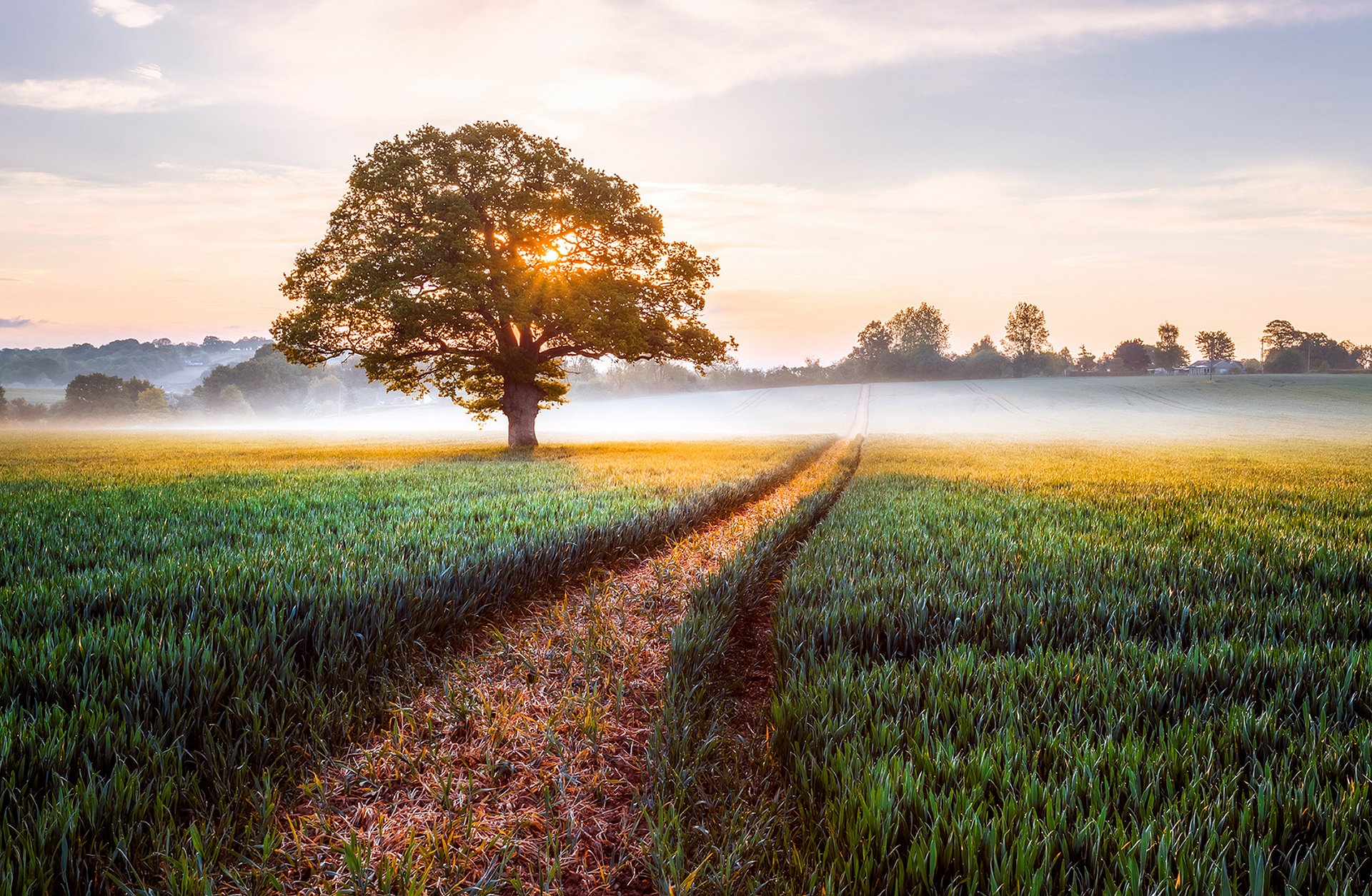 angleterre champ arbre matin lever du soleil brouillard nature paysage