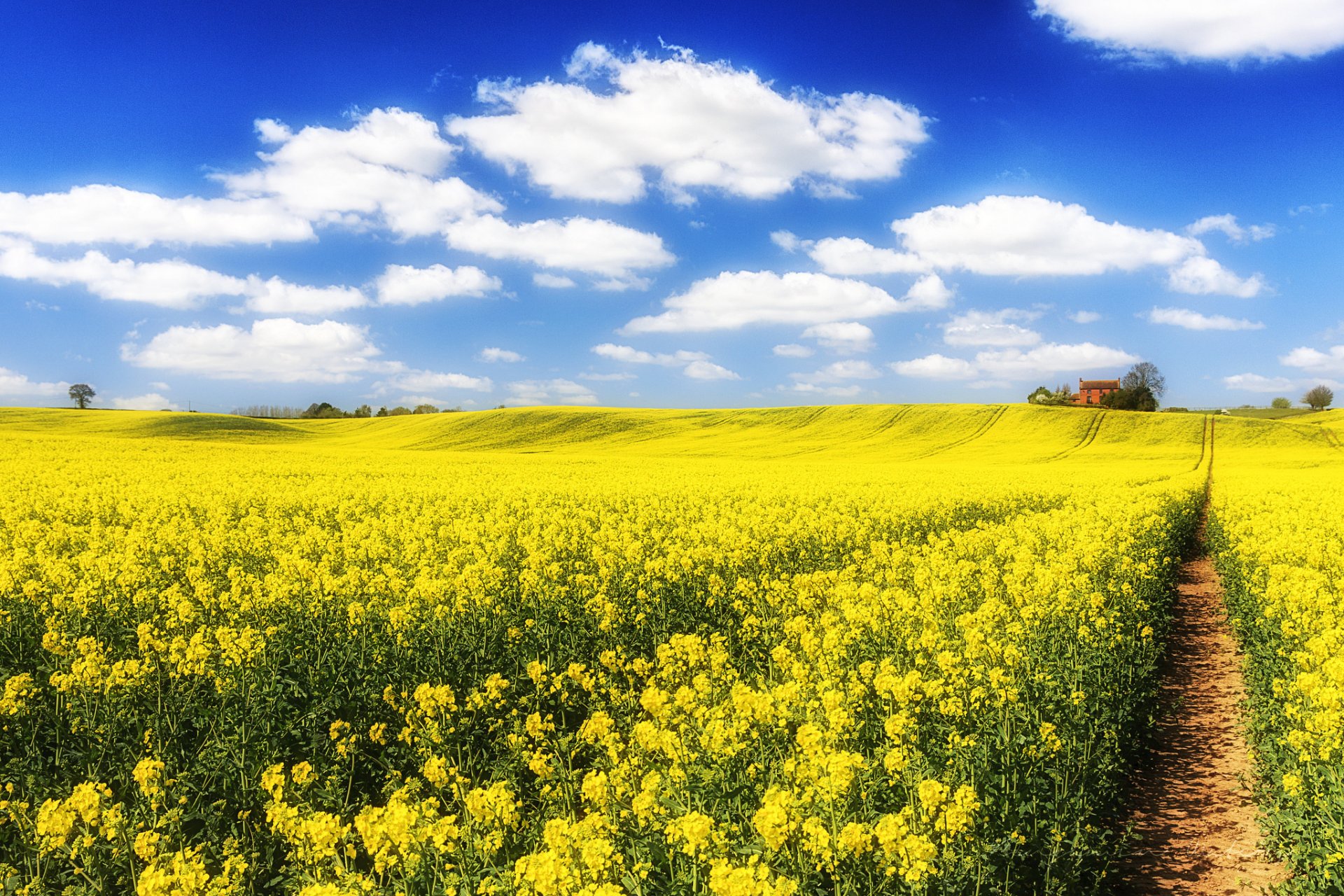 ciel nuages champ fleurs colza chemin maison