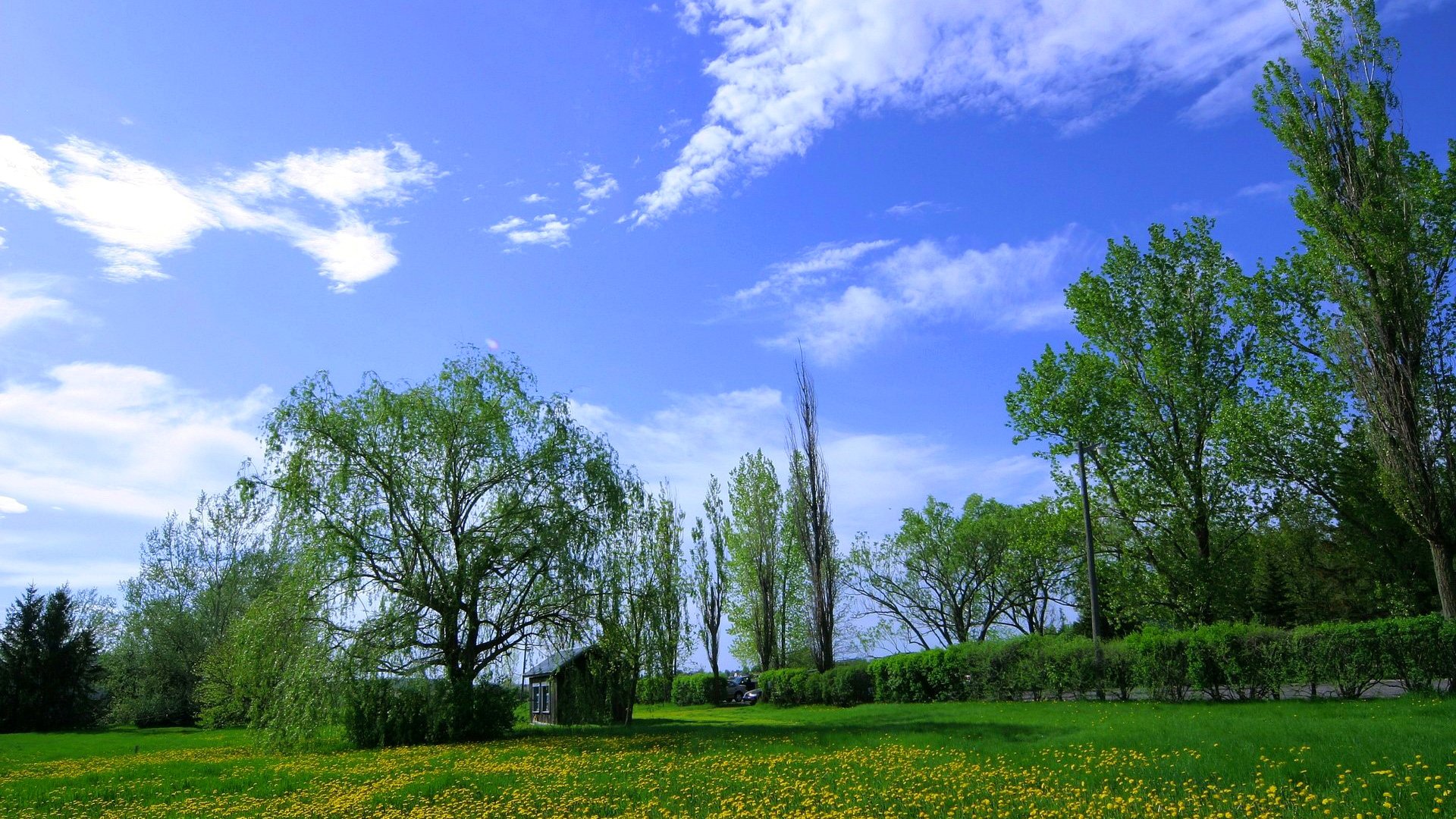 ciel nuages pré herbe fleurs arbres maison pissenlits