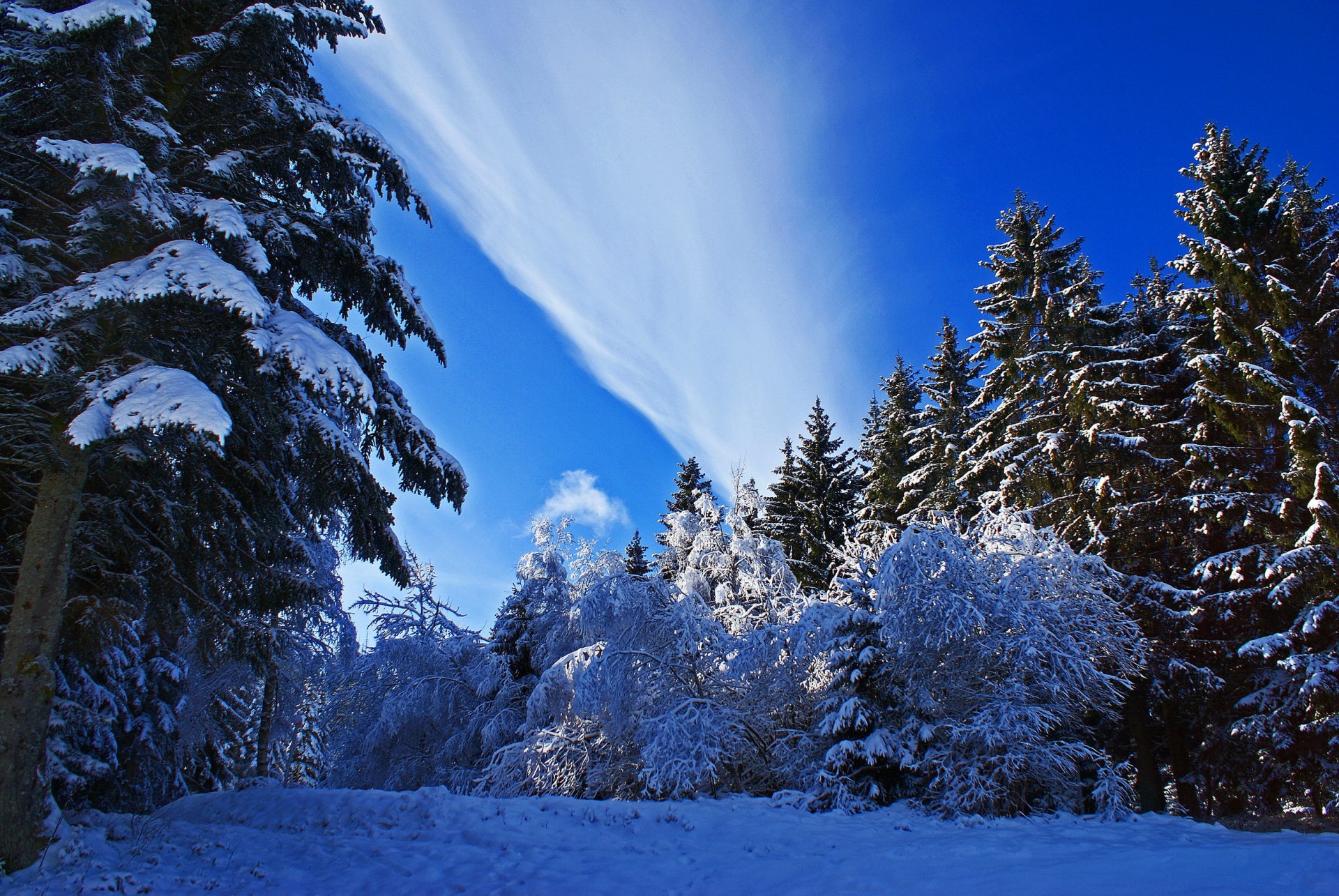 winter snow tree spruce nature photo