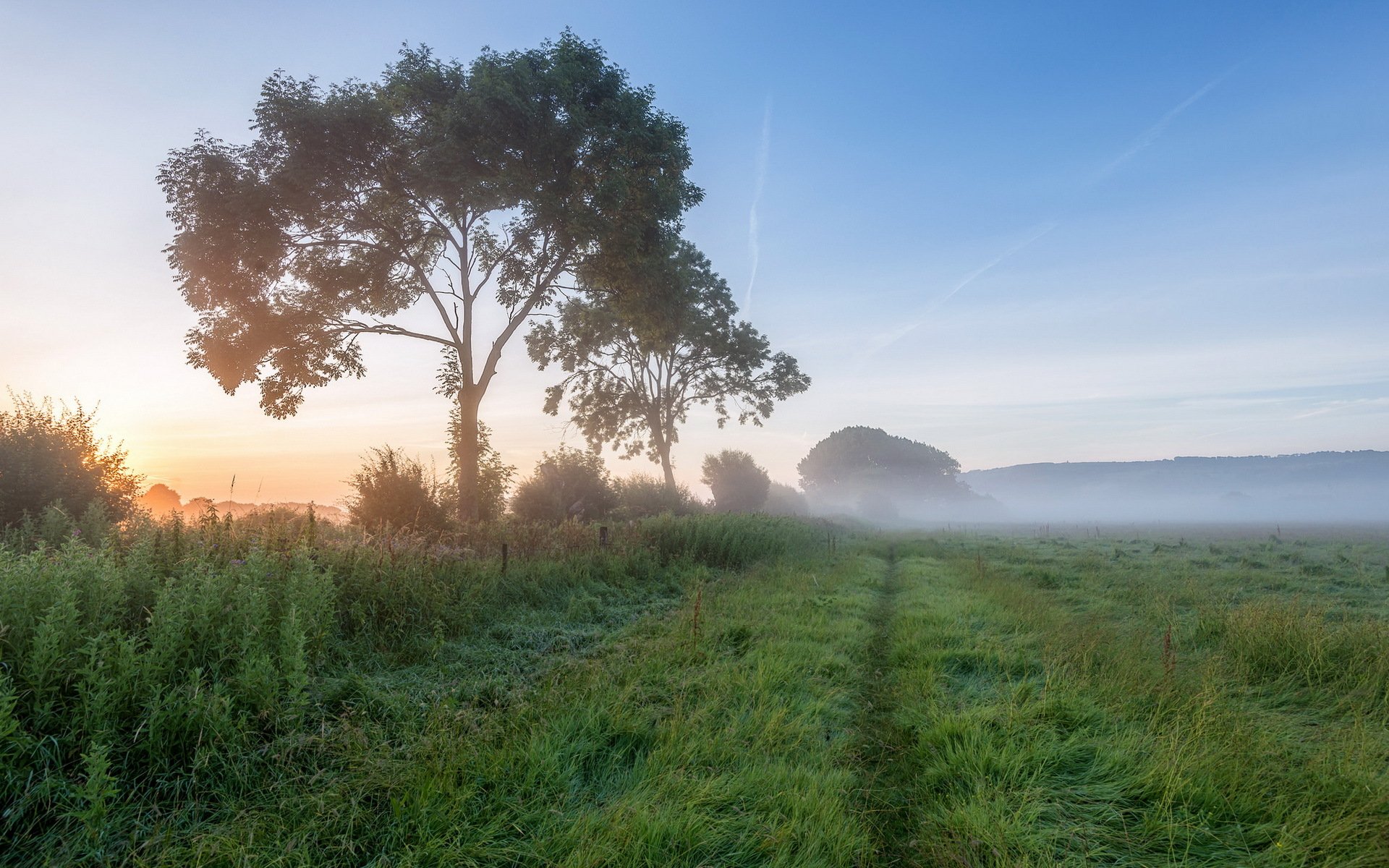 the field morning fog landscape