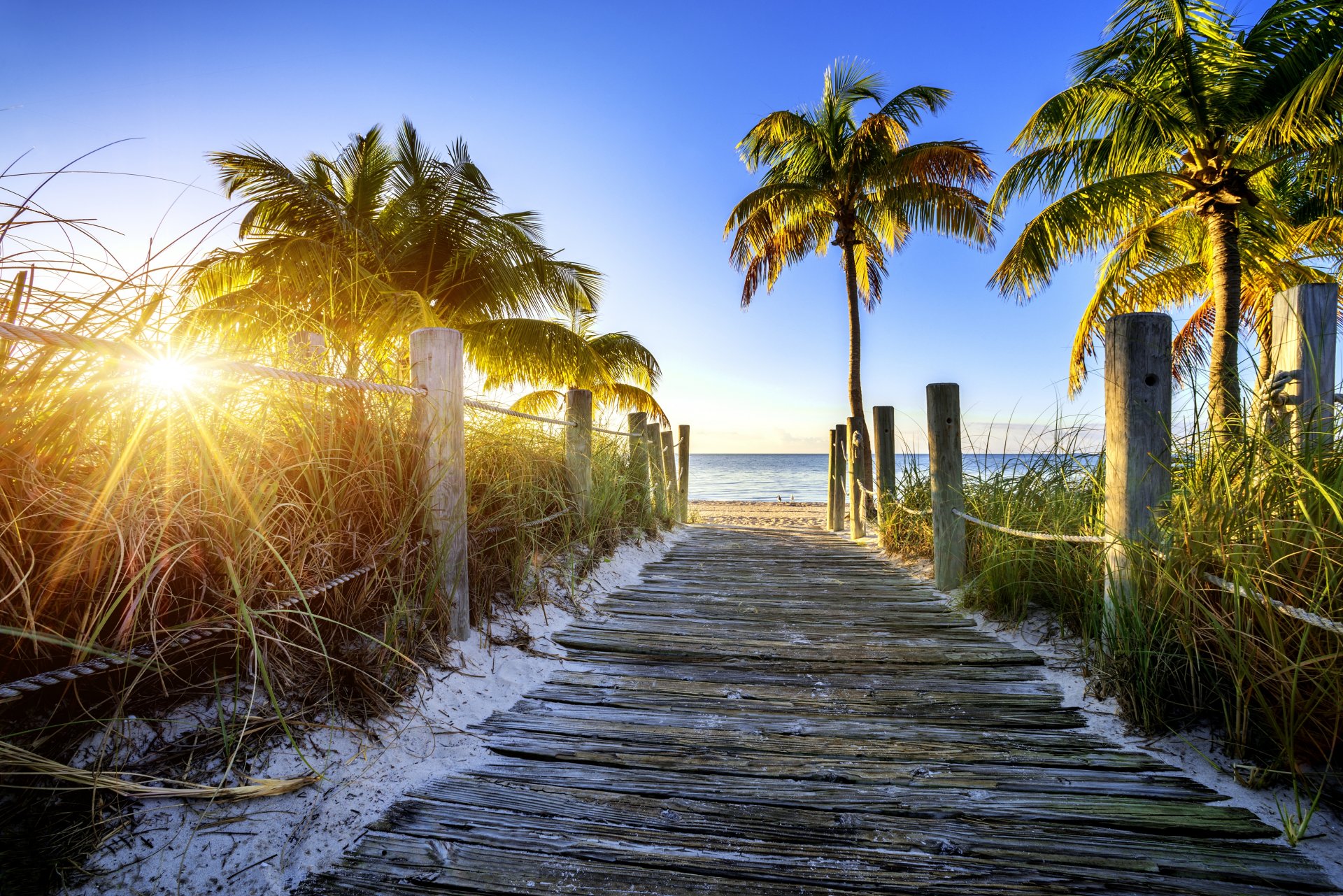 strand palmen weg himmel sonne