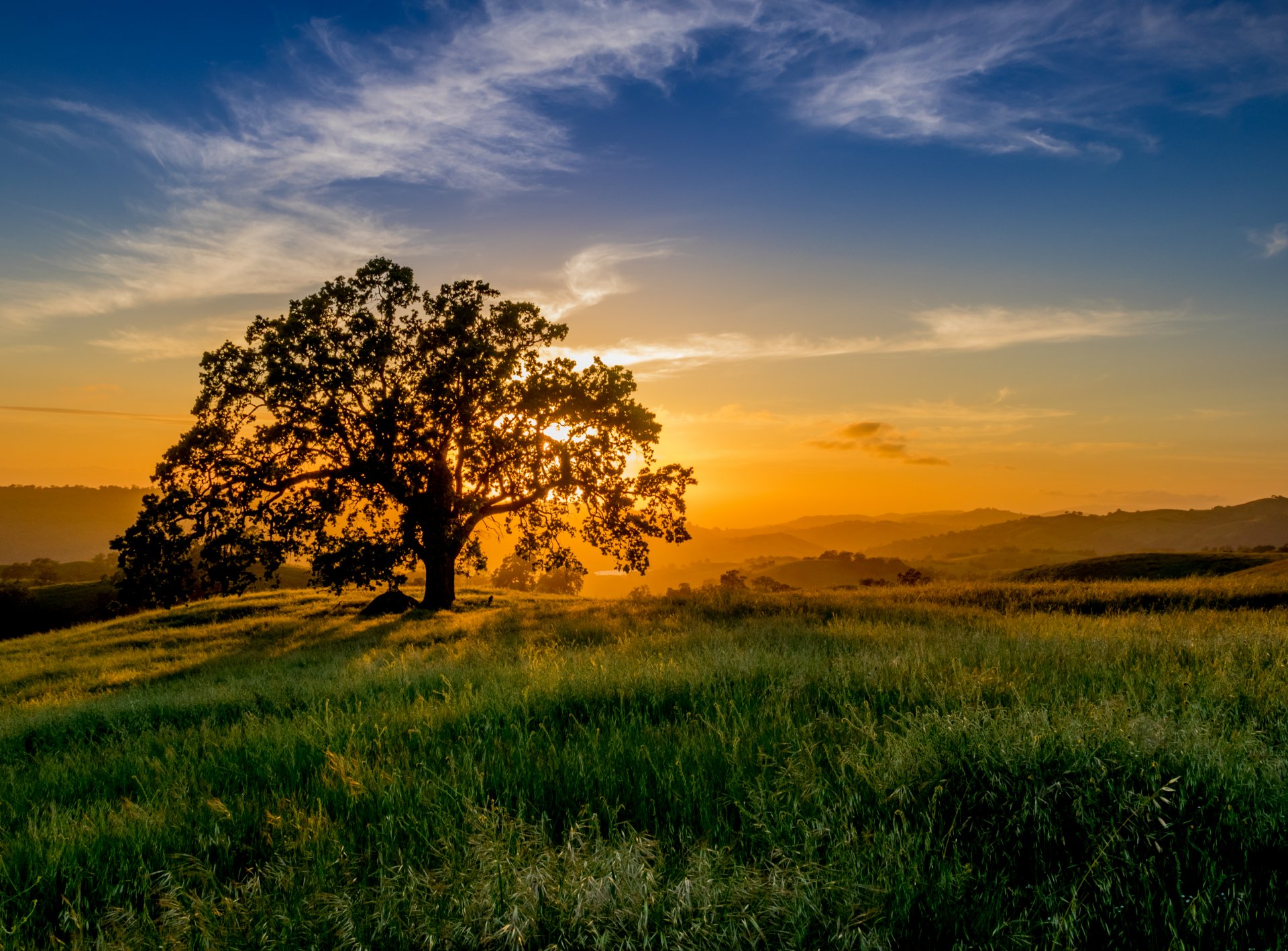 unset tree rays sun meadow grass . horizon