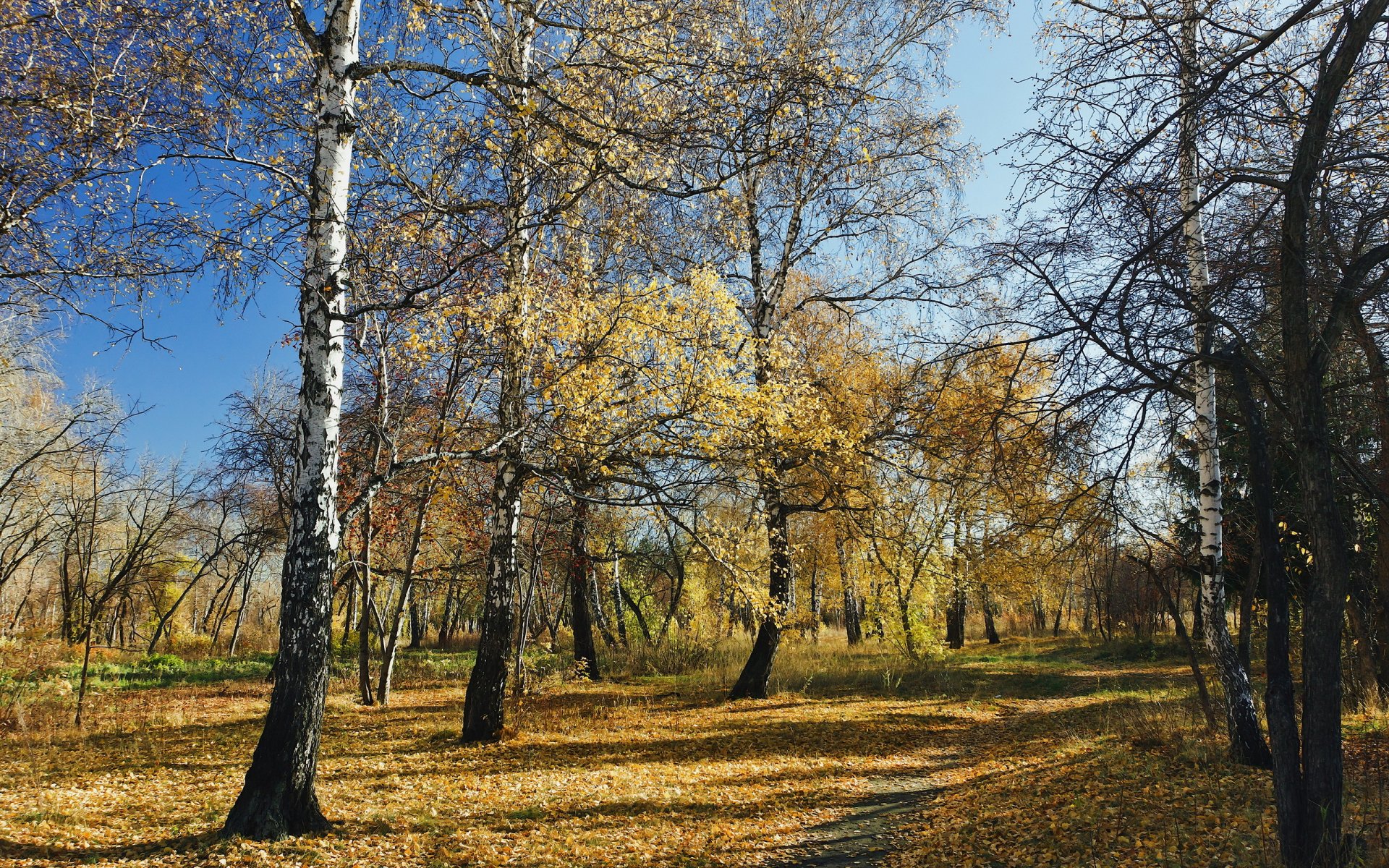 bosque otoño naturaleza