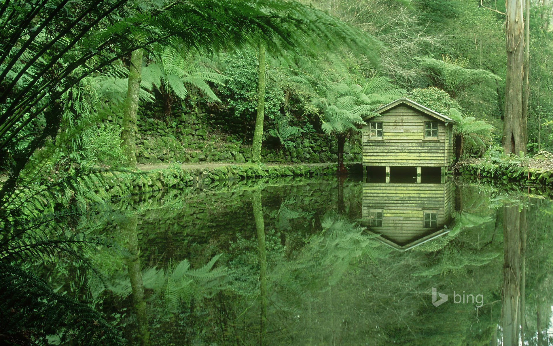 dandenong victoria australia bosque matorral árboles lago casa de campo