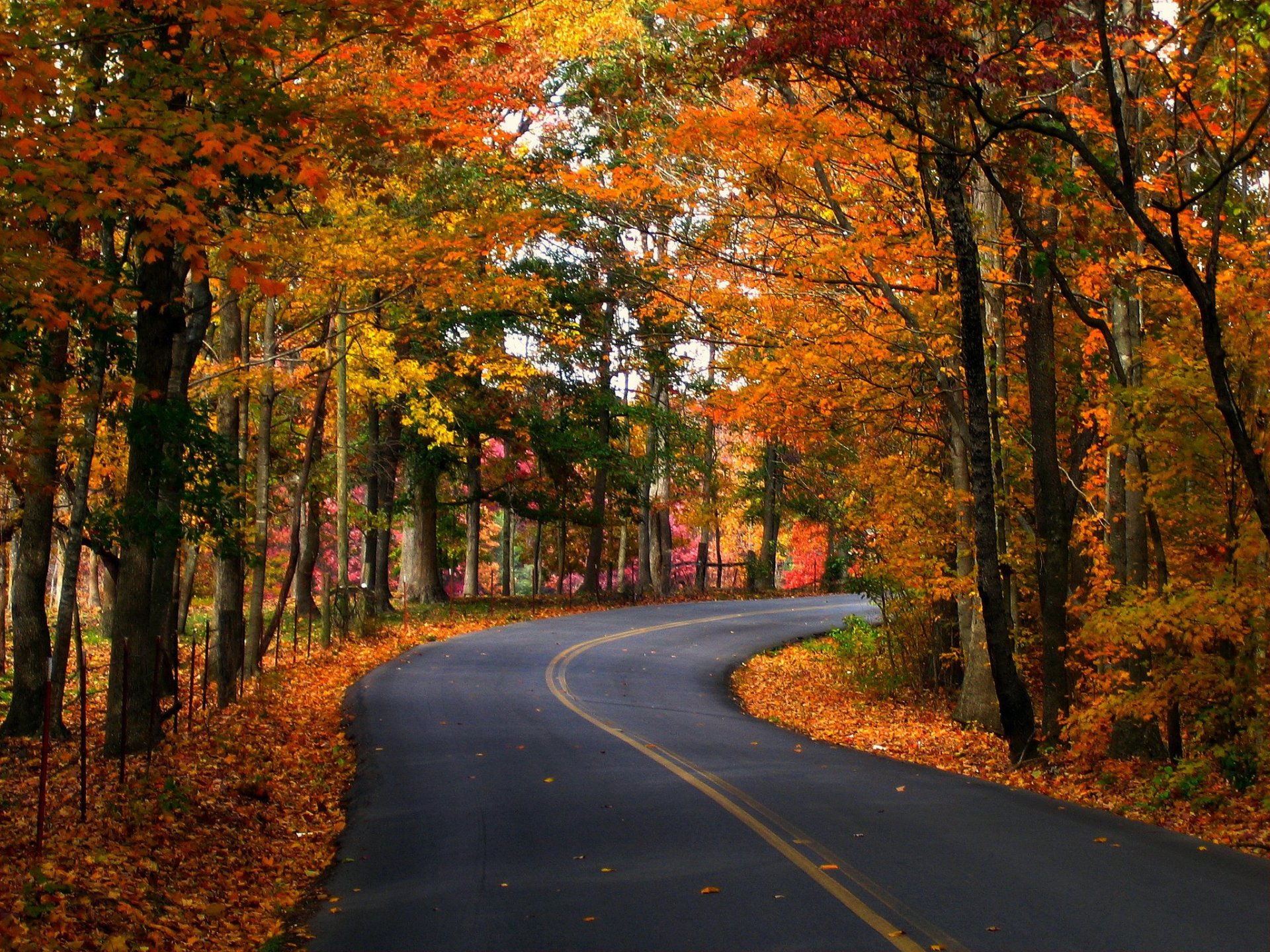 automne route arbres feuilles nature photo