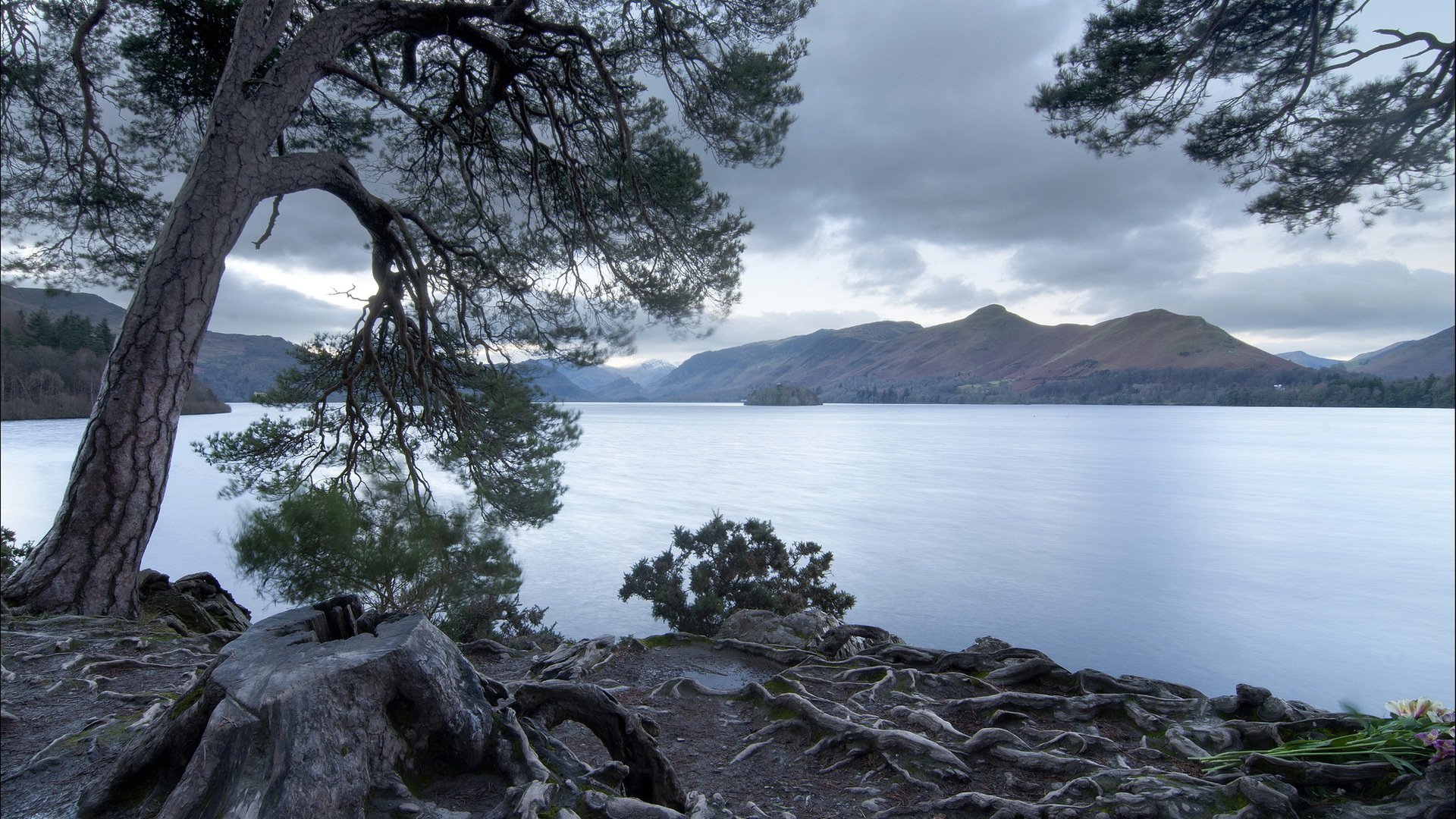 lac arbre paysage