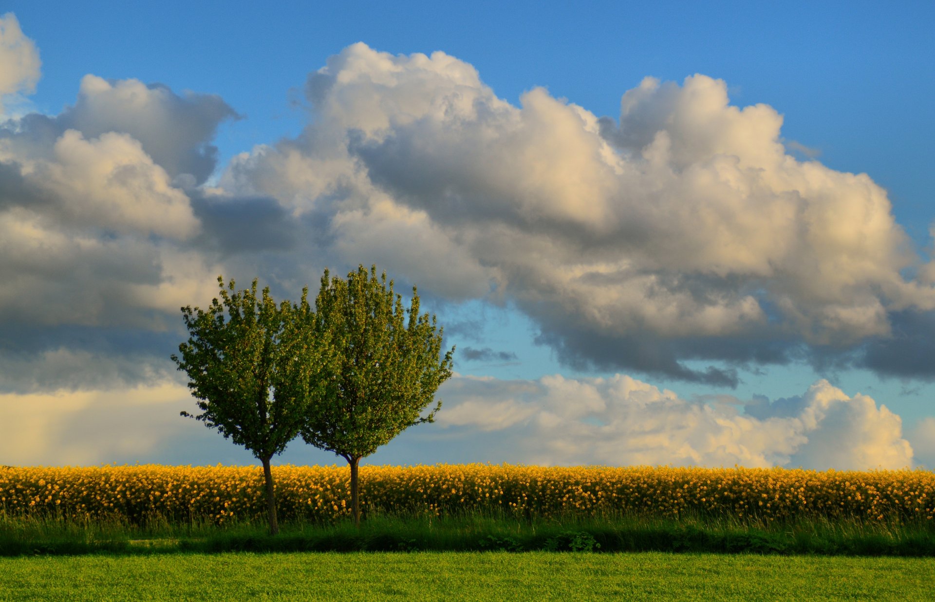 danemark arbres champ colza