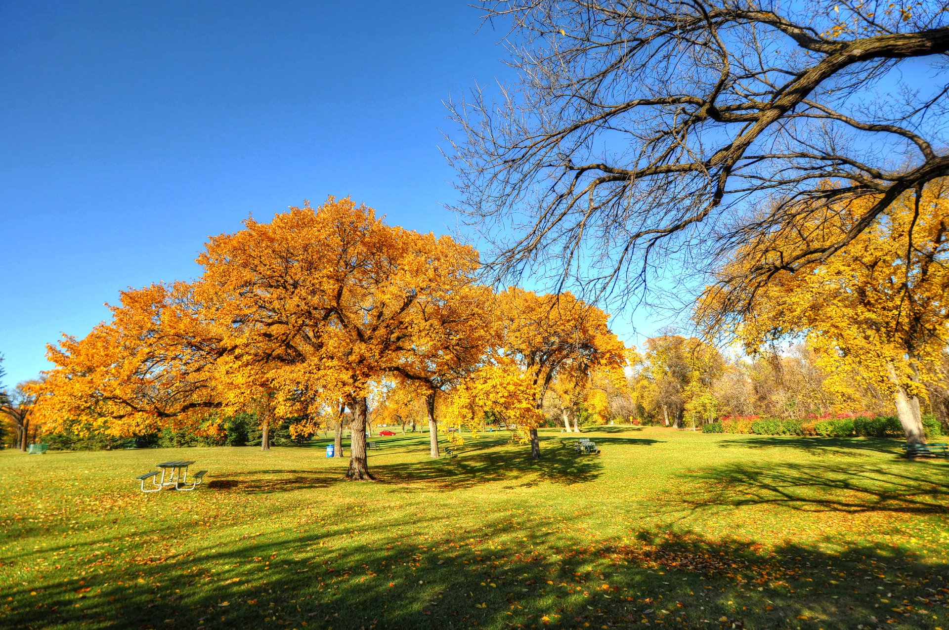 cielo parque árboles otoño banco