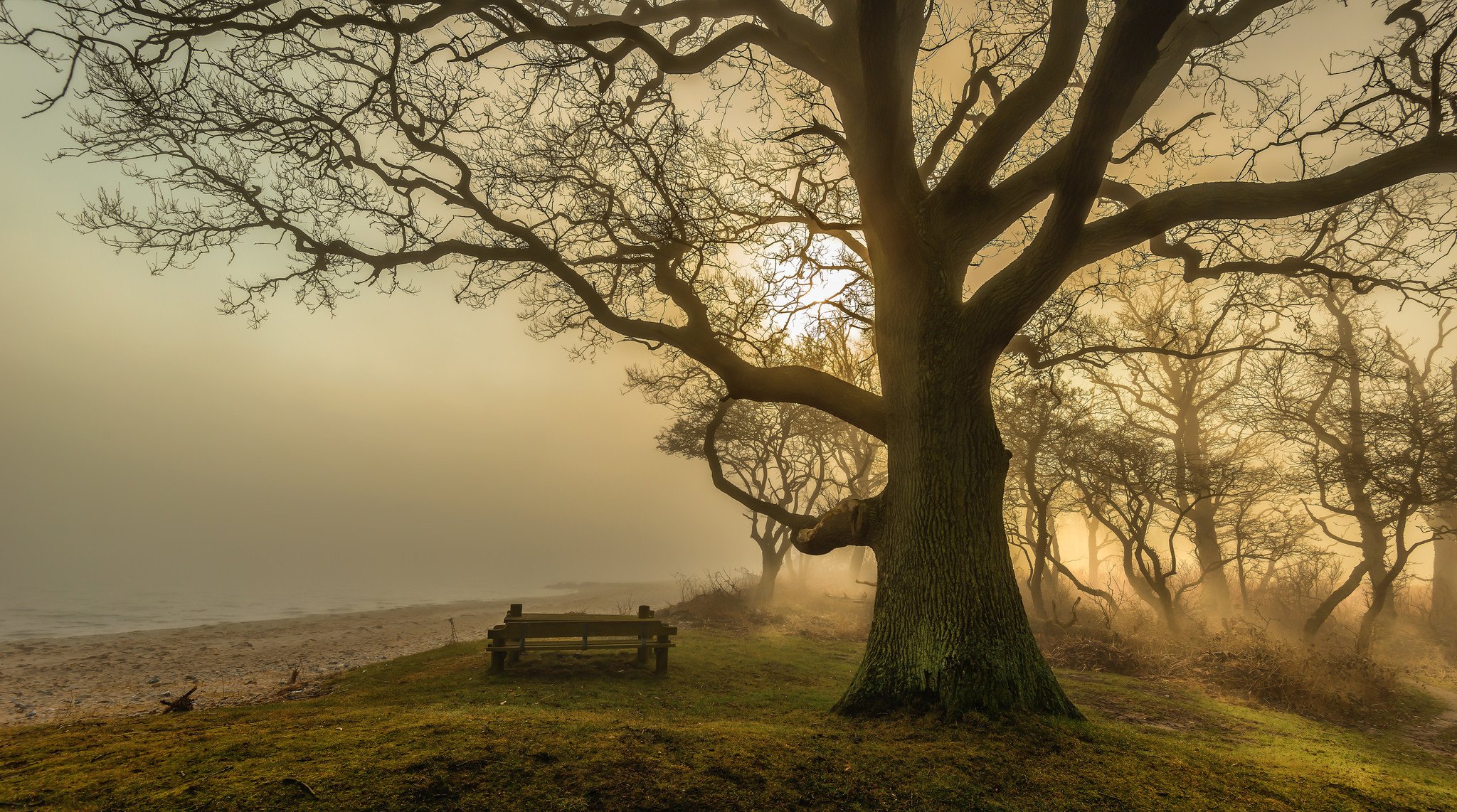 plage arbre bancs brouillard soleil lumière ombre